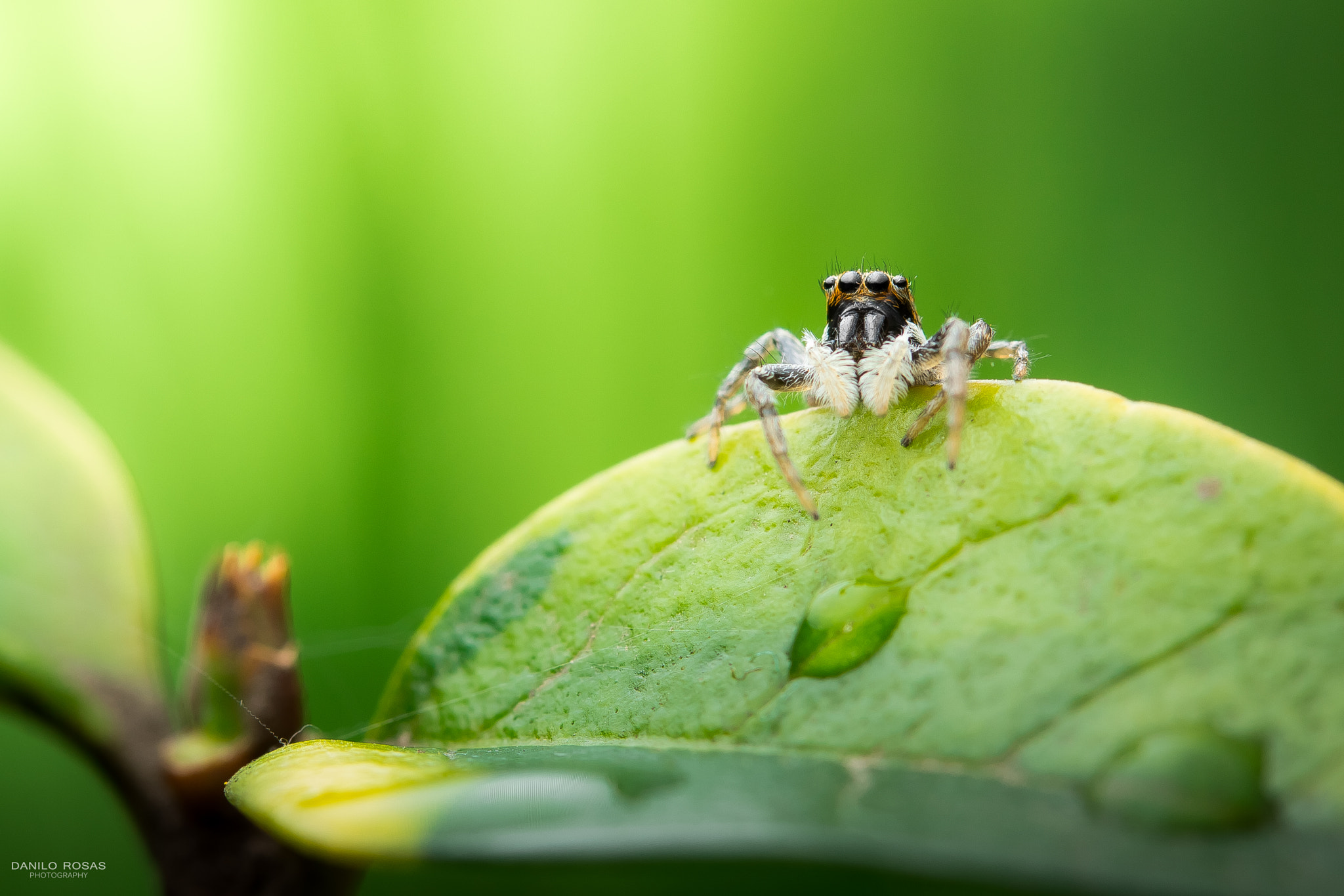 Canon EF-S 60mm F2.8 Macro USM sample photo. "mirando" photography