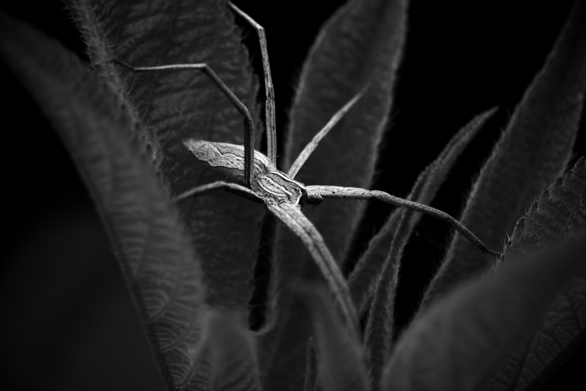 Pentax K-1 sample photo. Spider photography