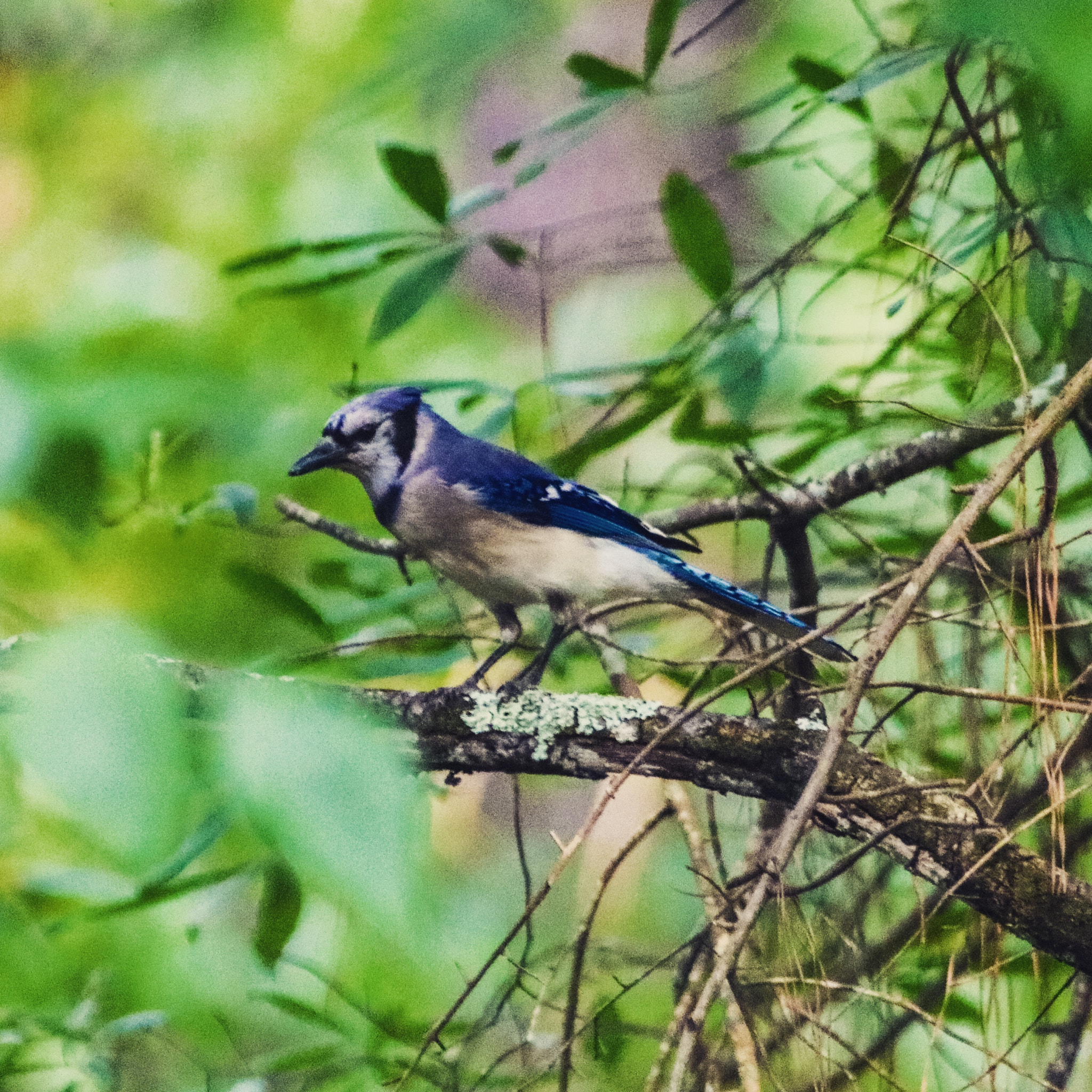 Canon EOS 760D (EOS Rebel T6s / EOS 8000D) + Canon 200-500mm sample photo. Blue jay close up photography