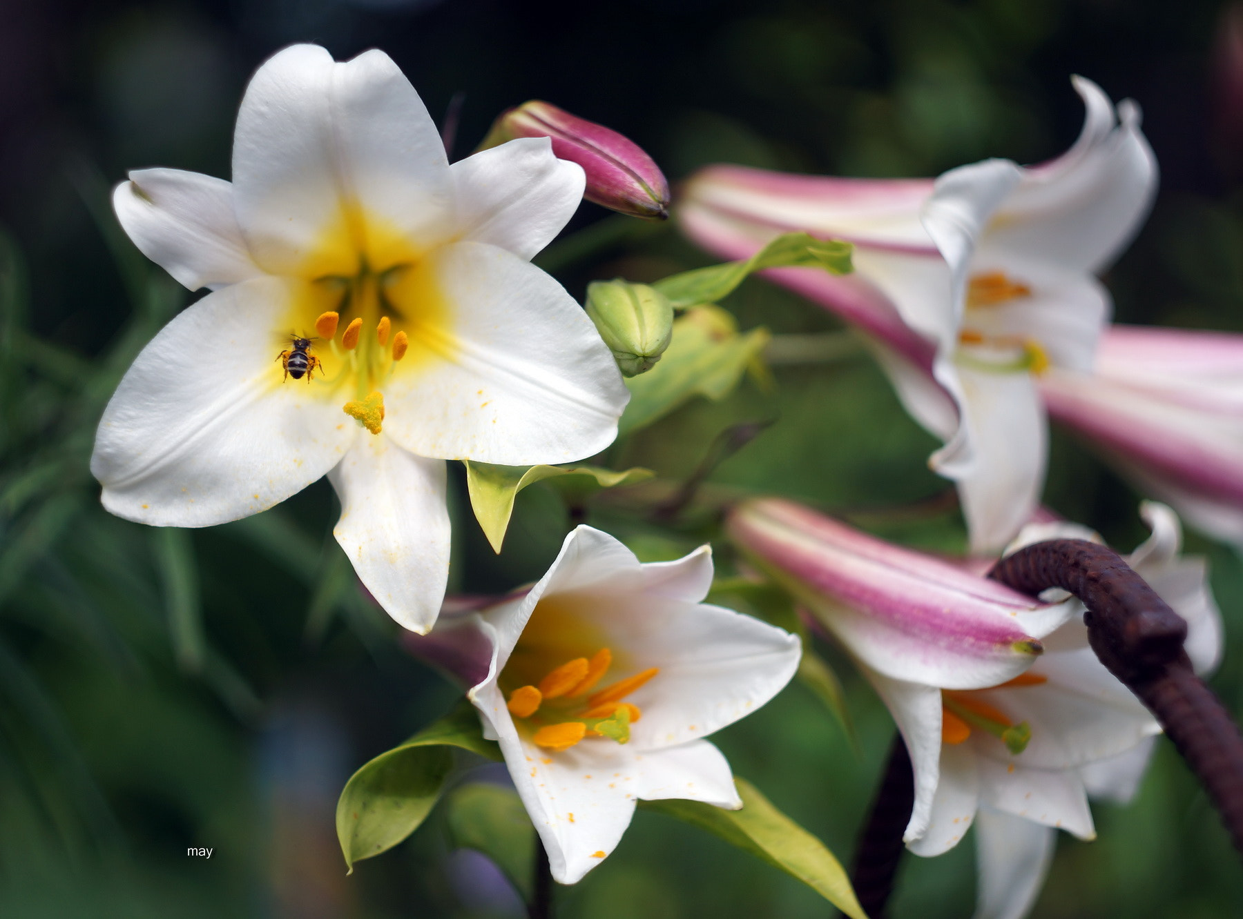 Sony SLT-A65 (SLT-A65V) + Minolta AF 50mm F1.7 sample photo. Soft white.. photography