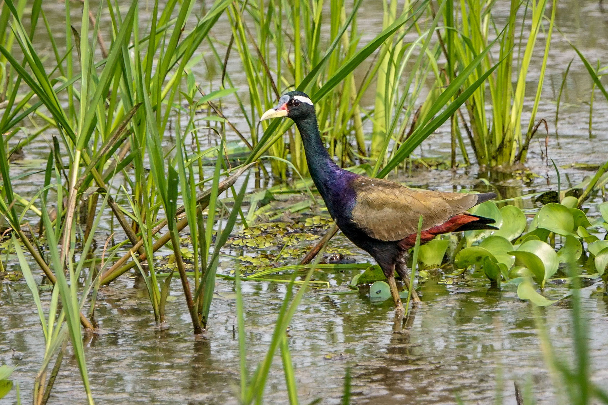 Sony ILCA-77M2 + Sony 70-400mm F4-5.6 G SSM II sample photo. Bronze-winged jacana photography