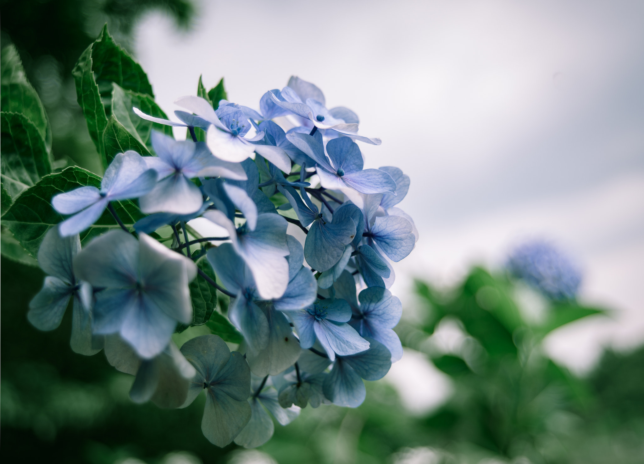 AF Zoom-Nikkor 28-70mm f/3.5-4.5D sample photo