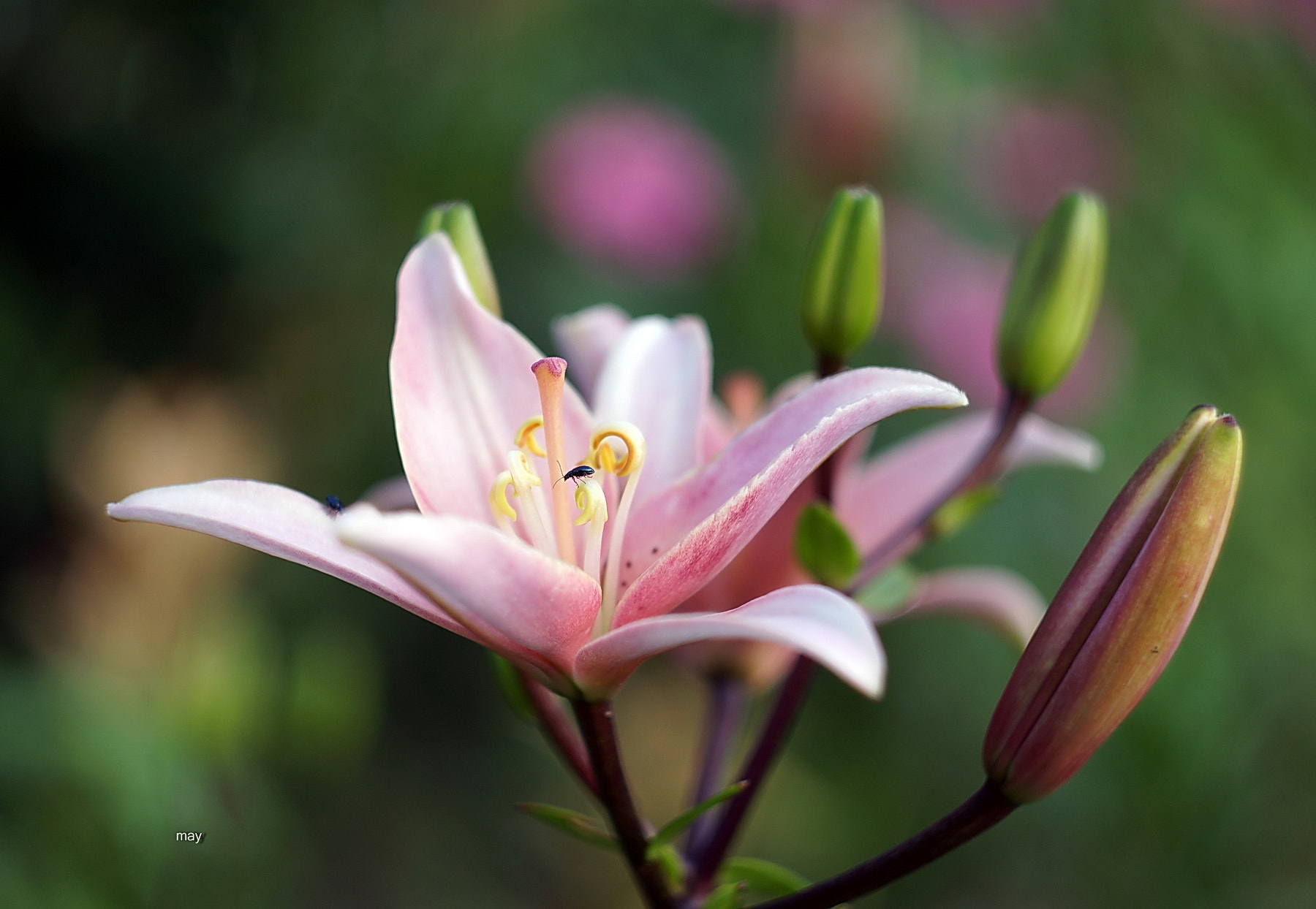 Sony SLT-A65 (SLT-A65V) + Minolta AF 50mm F1.7 sample photo. *** photography