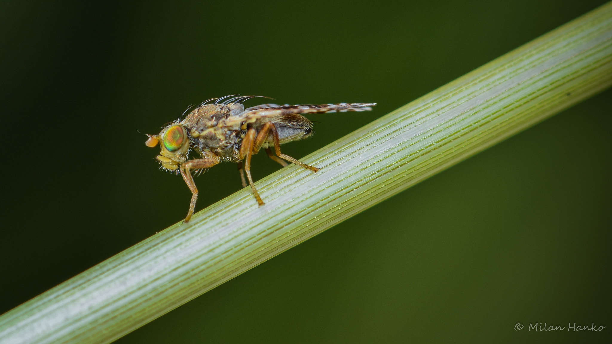 Nikon AF-S Micro-Nikkor 105mm F2.8G IF-ED VR sample photo. Fly photography