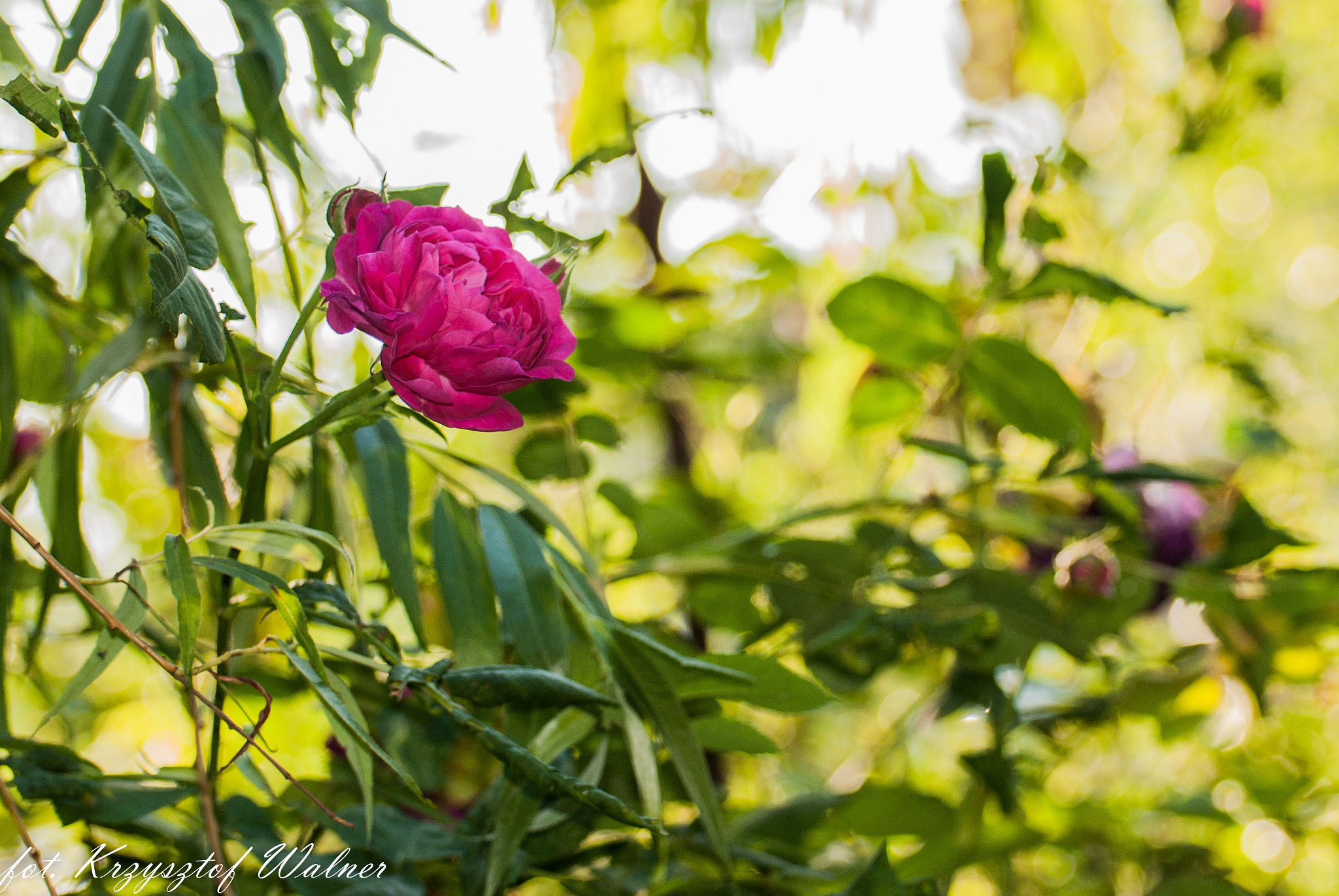 Nikon D3000 sample photo. Garden photography