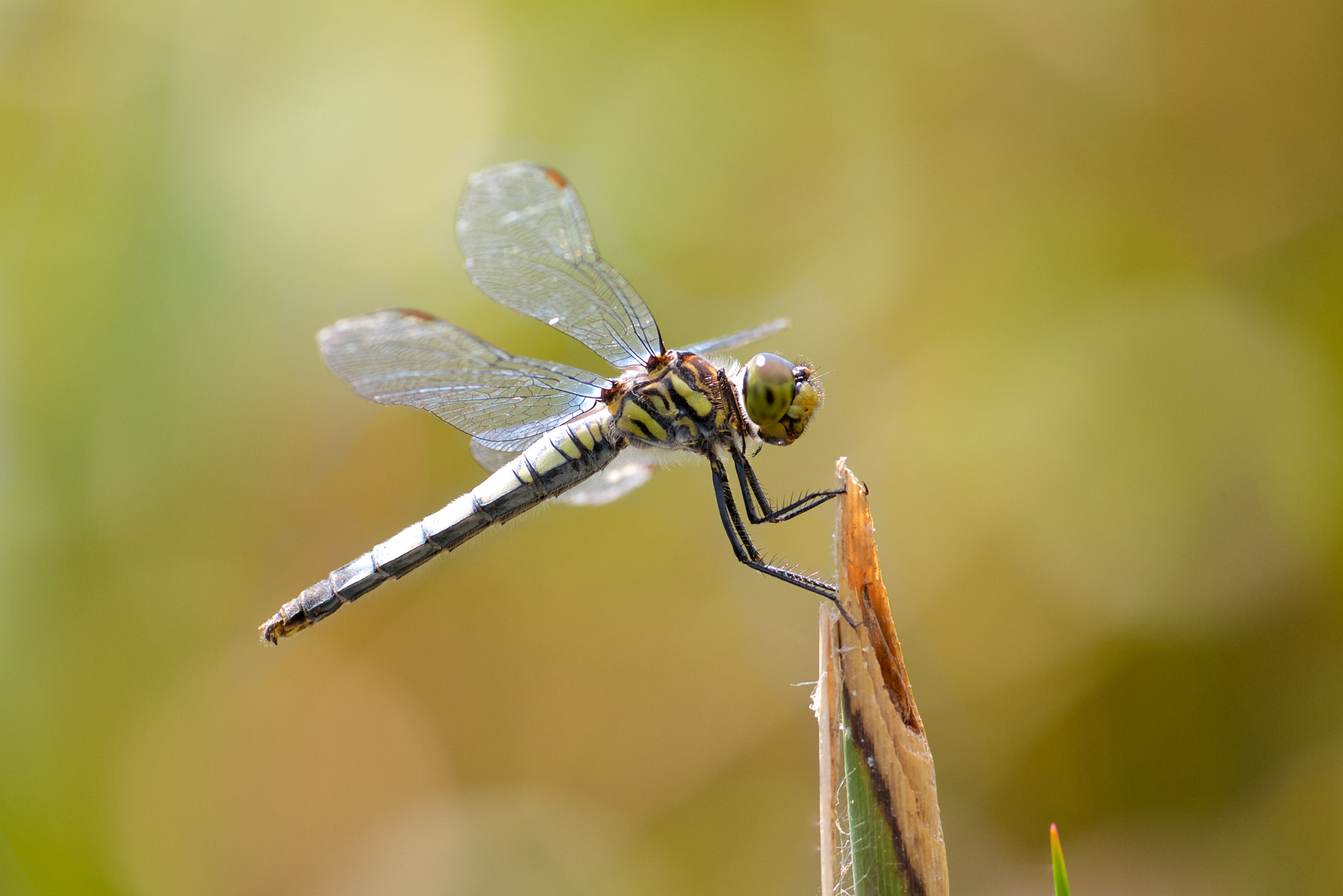Sigma APO Macro 180mm F2.8 EX DG OS HSM sample photo. Deielia phaon photography