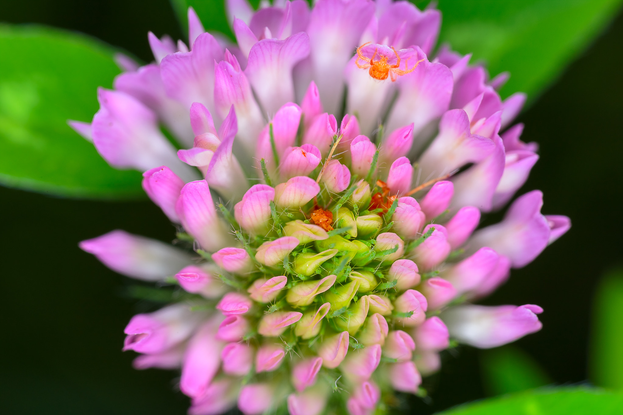 Canon MP-E 65mm F2.5 1-5x Macro Photo sample photo. Клевер photography