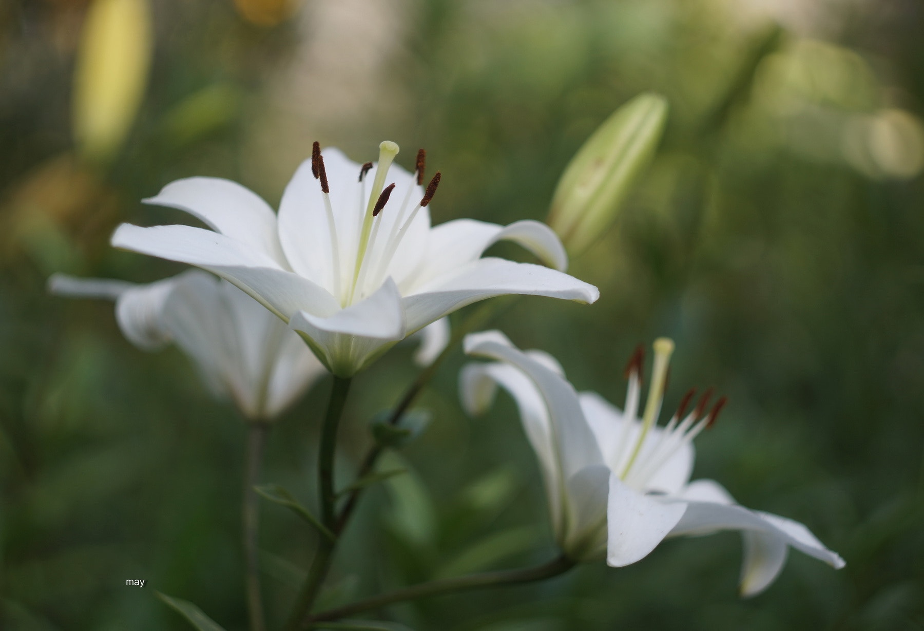 Sony SLT-A65 (SLT-A65V) + Minolta AF 50mm F1.7 sample photo. ***** photography