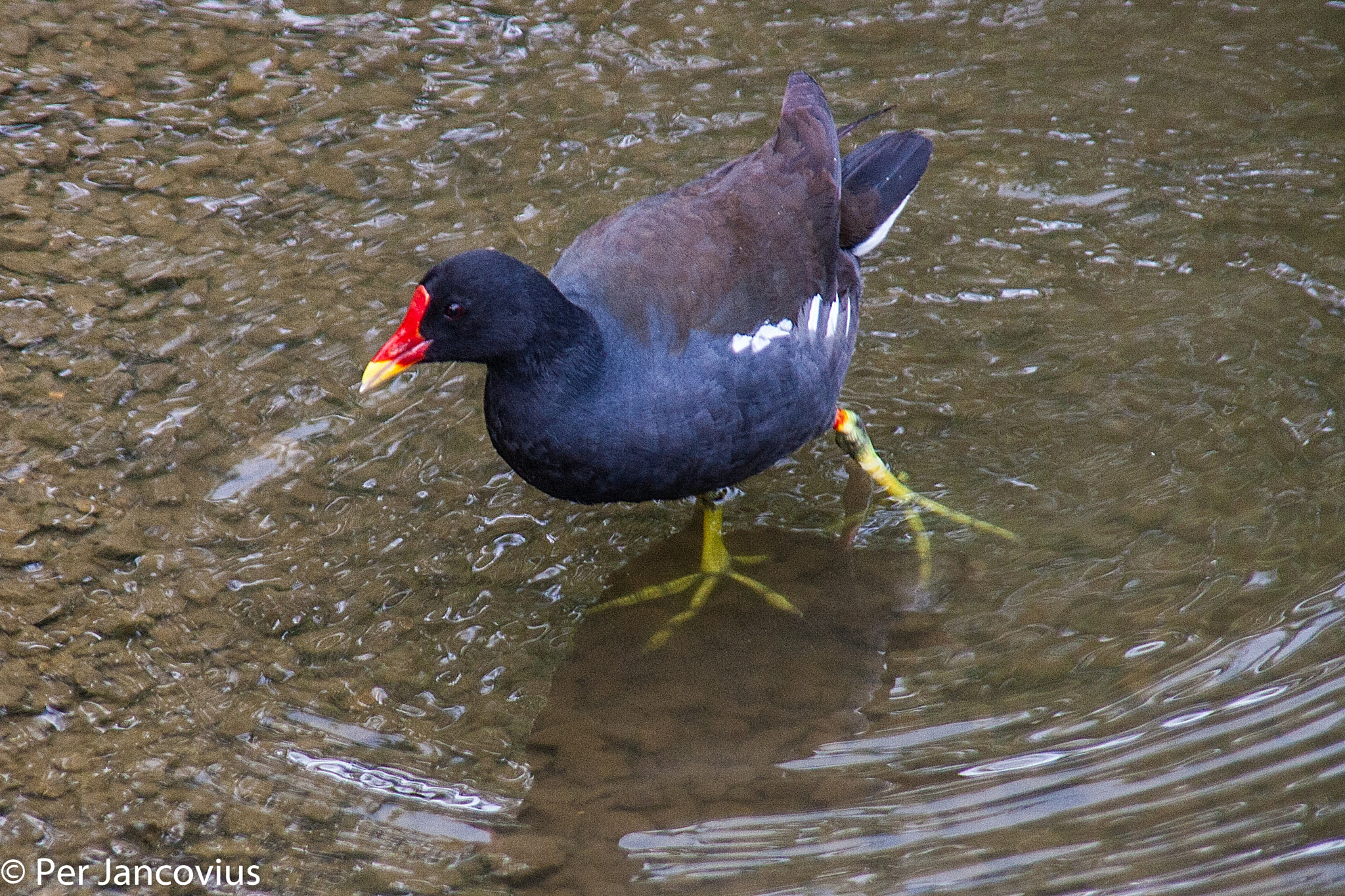 Canon EOS 40D + Tamron AF 28-300mm F3.5-6.3 XR Di VC LD Aspherical (IF) Macro sample photo. Common moorhen photography