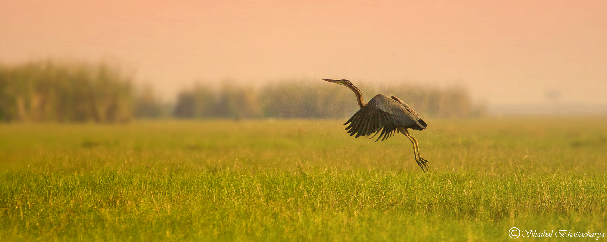 Canon EF 70-200mm F4L USM sample photo. A heron takes off photography