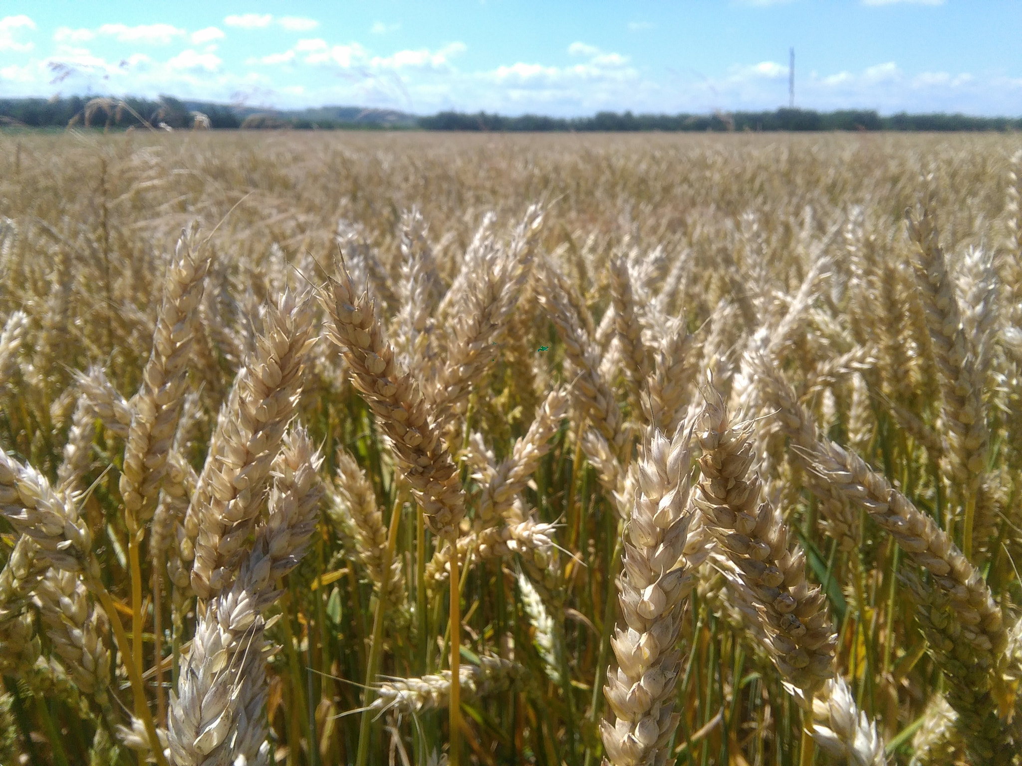 HUAWEI G620S-L01 sample photo. Wheat photography