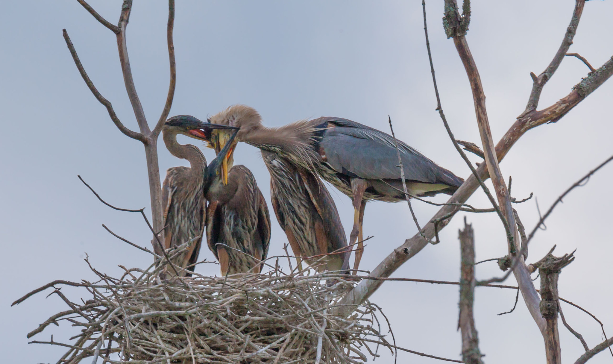Canon EF 300mm F2.8L IS II USM sample photo. Grabbing mom in a headlock photography