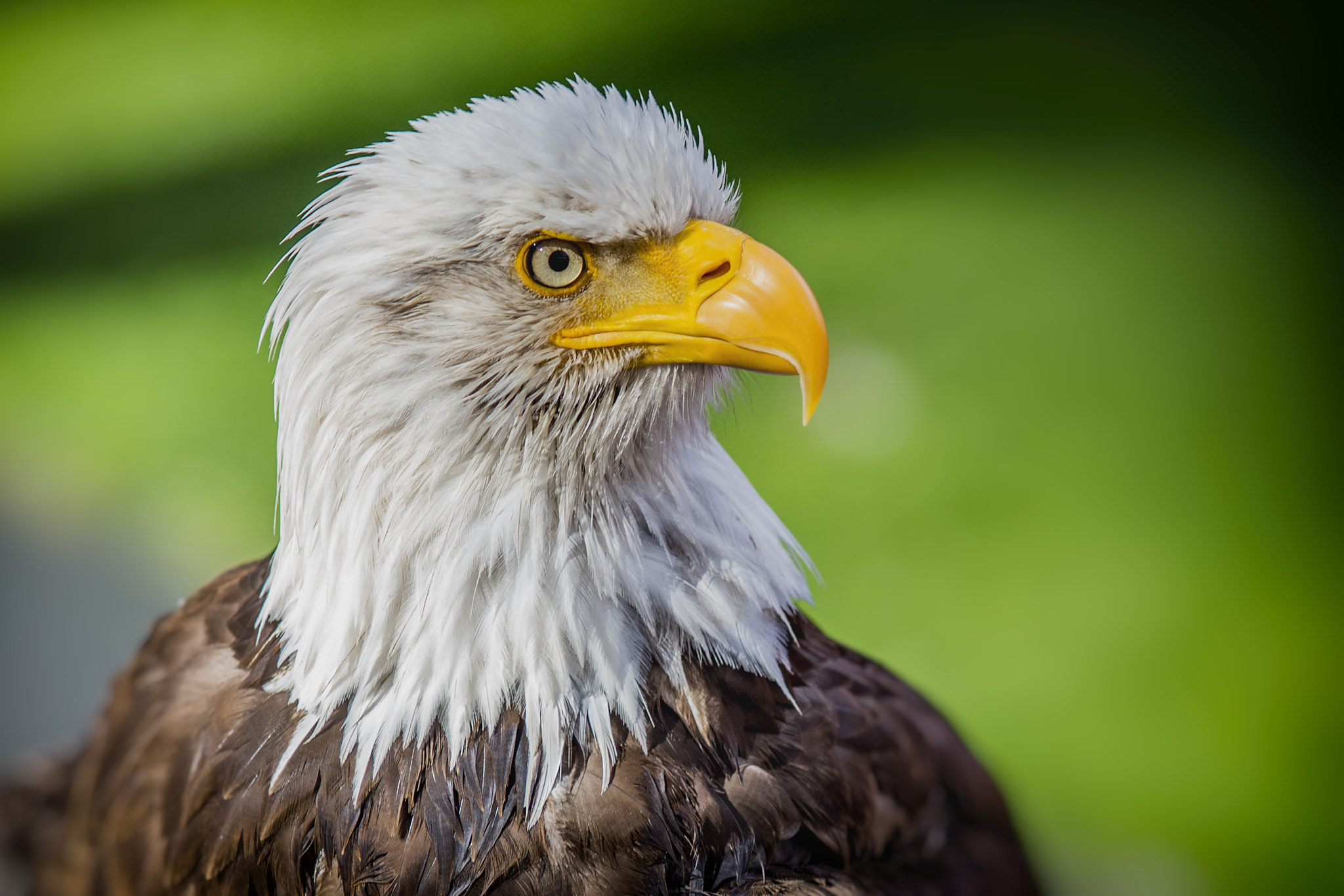 Sony SLT-A77 + Minolta/Sony AF 70-200mm F2.8 G sample photo. Eagle photography