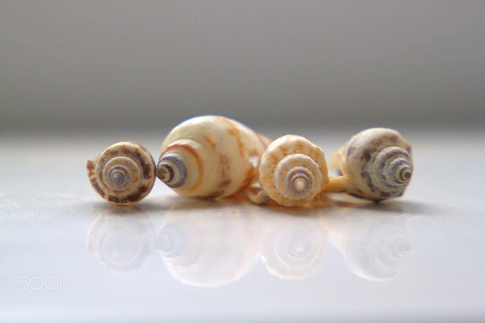 Canon EF 24-105mm F3.5-5.6 IS STM sample photo. Sea snail photography