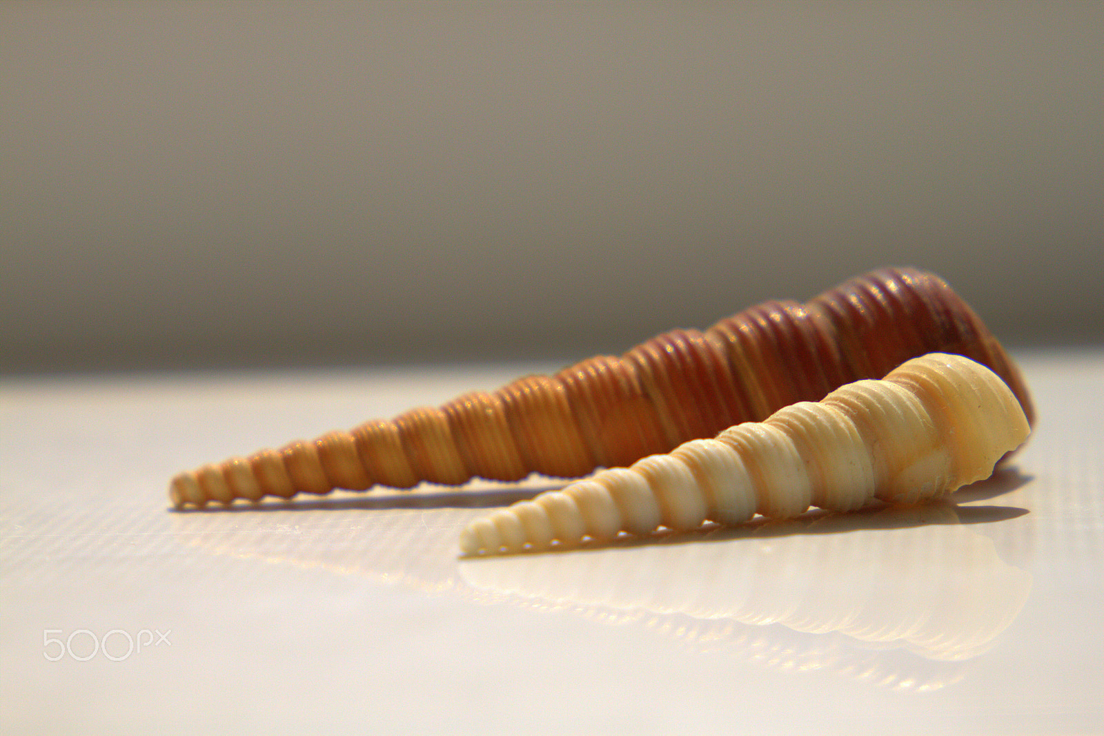 Canon EF 24-105mm F3.5-5.6 IS STM sample photo. Sea snail photography
