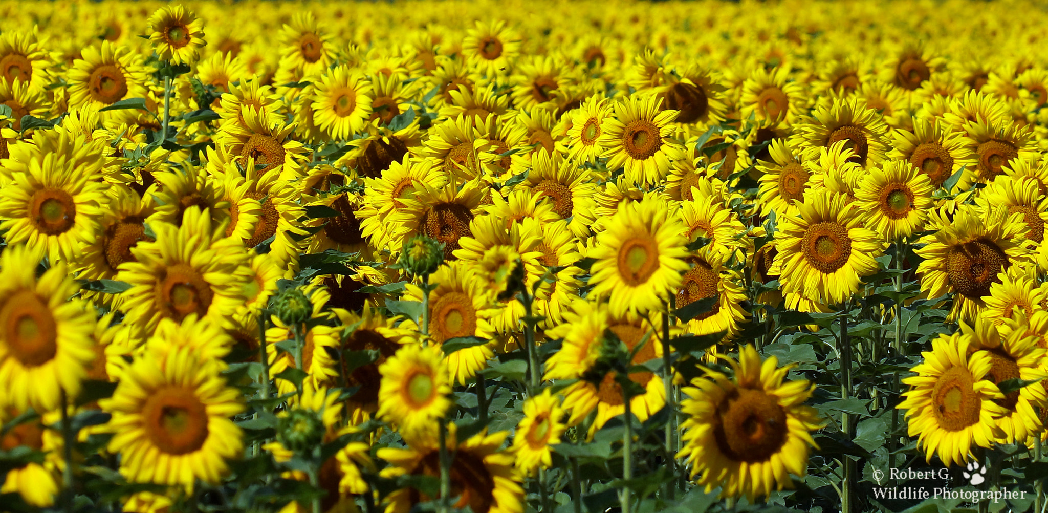 Minolta/Sony AF 70-200mm F2.8 G sample photo. Sunflowers 2 photography