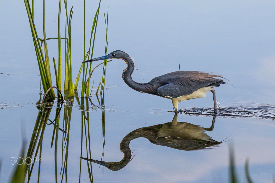 Canon EF 70-200mm F2.8L IS II USM sample photo. Tricolored heron photography
