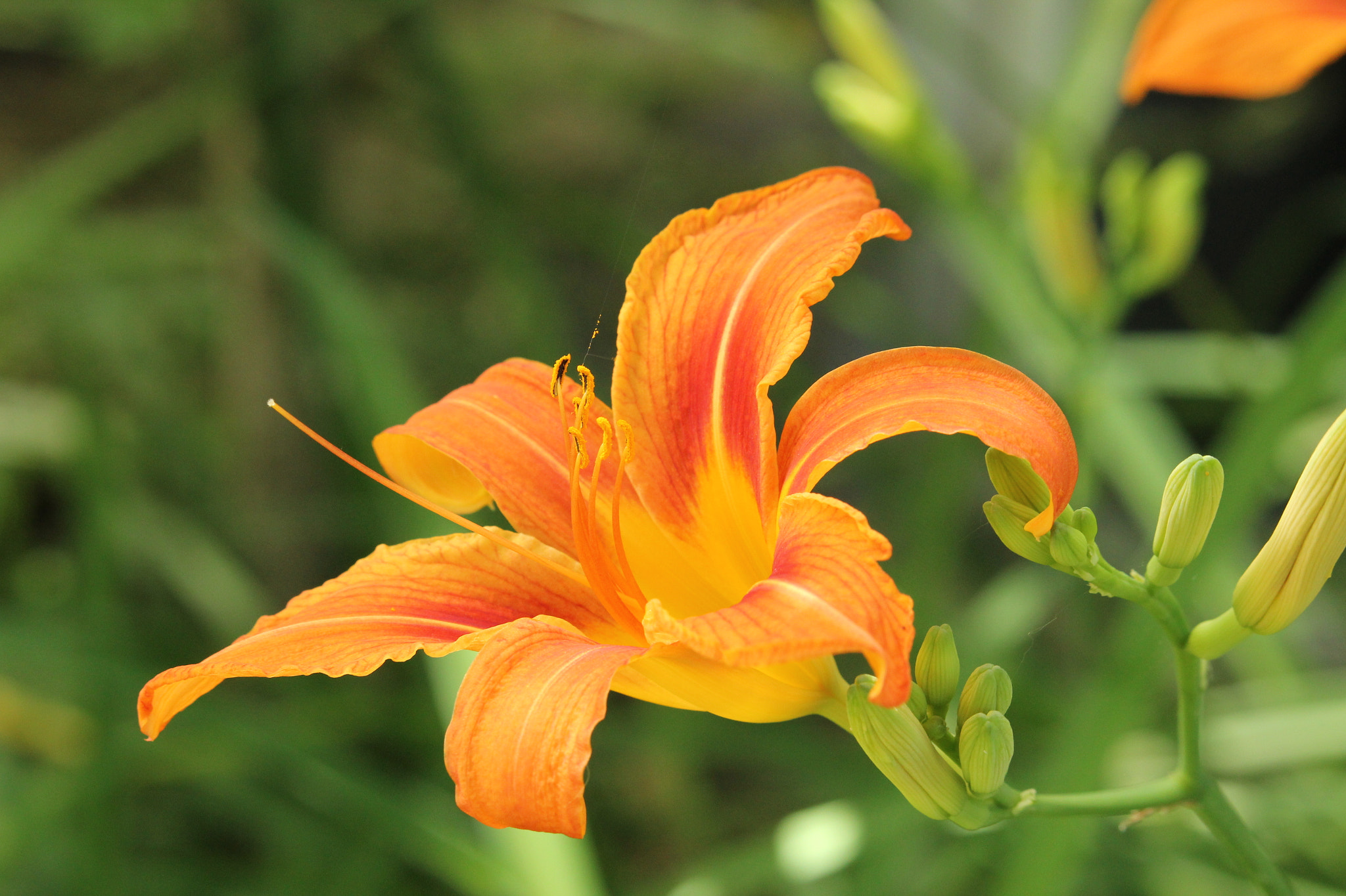 Canon EF-S 55-250mm F4-5.6 IS STM sample photo. Orange splash photography