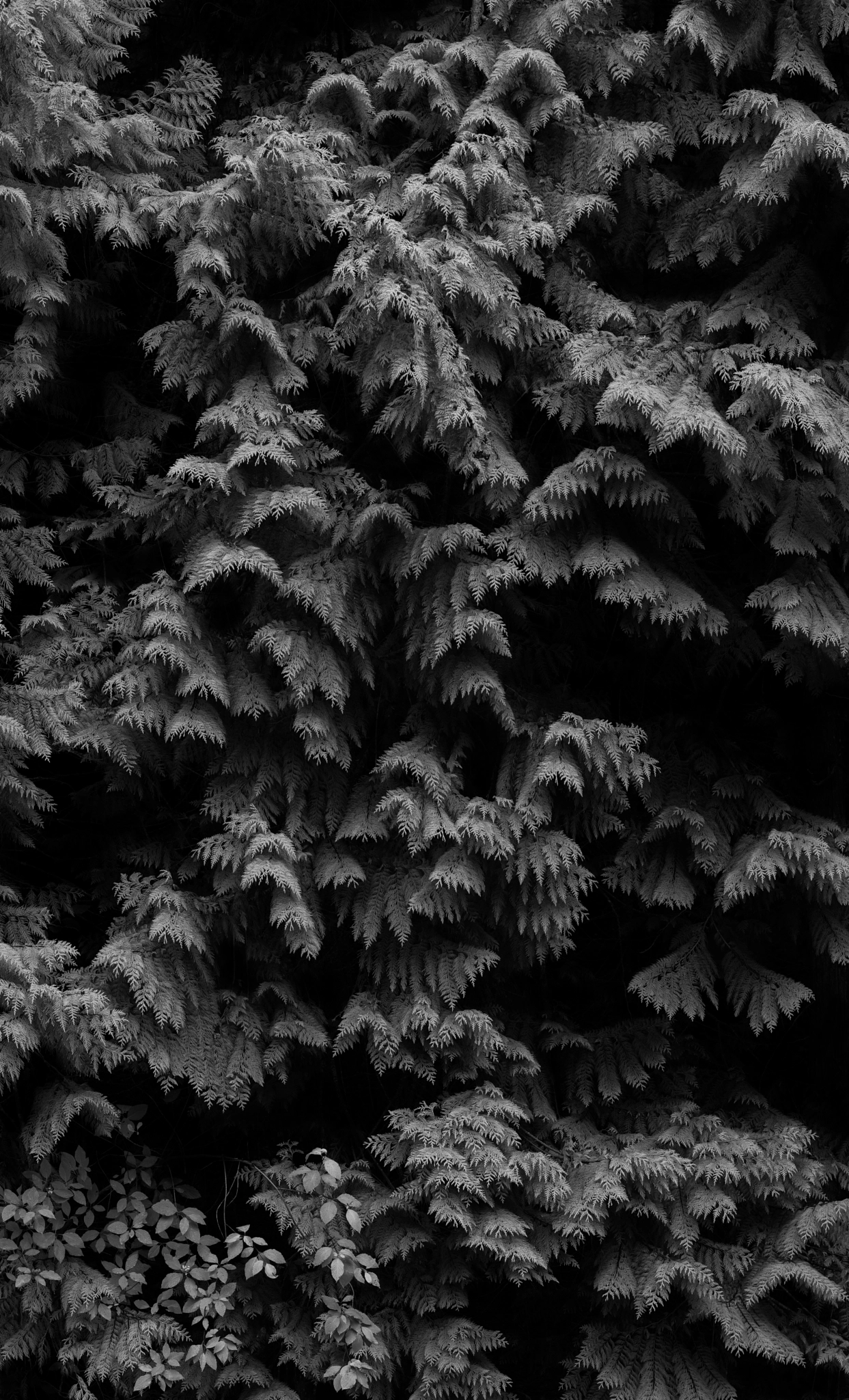ZEISS Apo Sonnar T* 135mm F2 sample photo. Cedars original copy photography