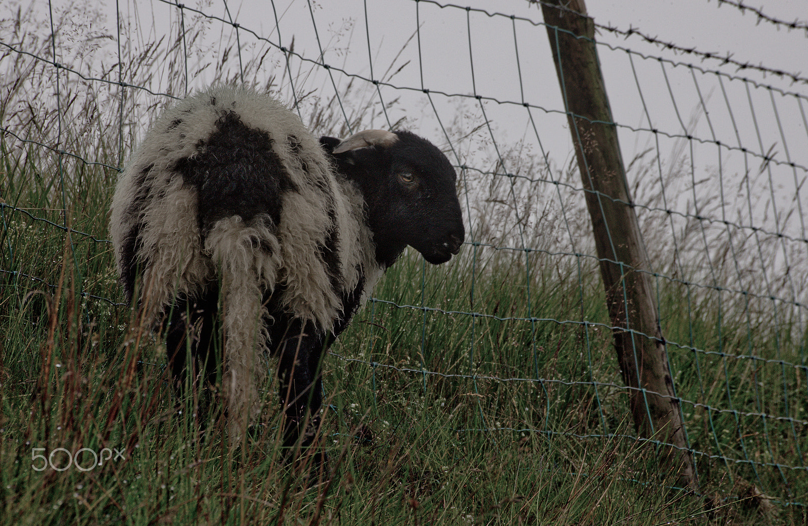 Canon EOS-1Ds Mark III sample photo. Larrys fence photography