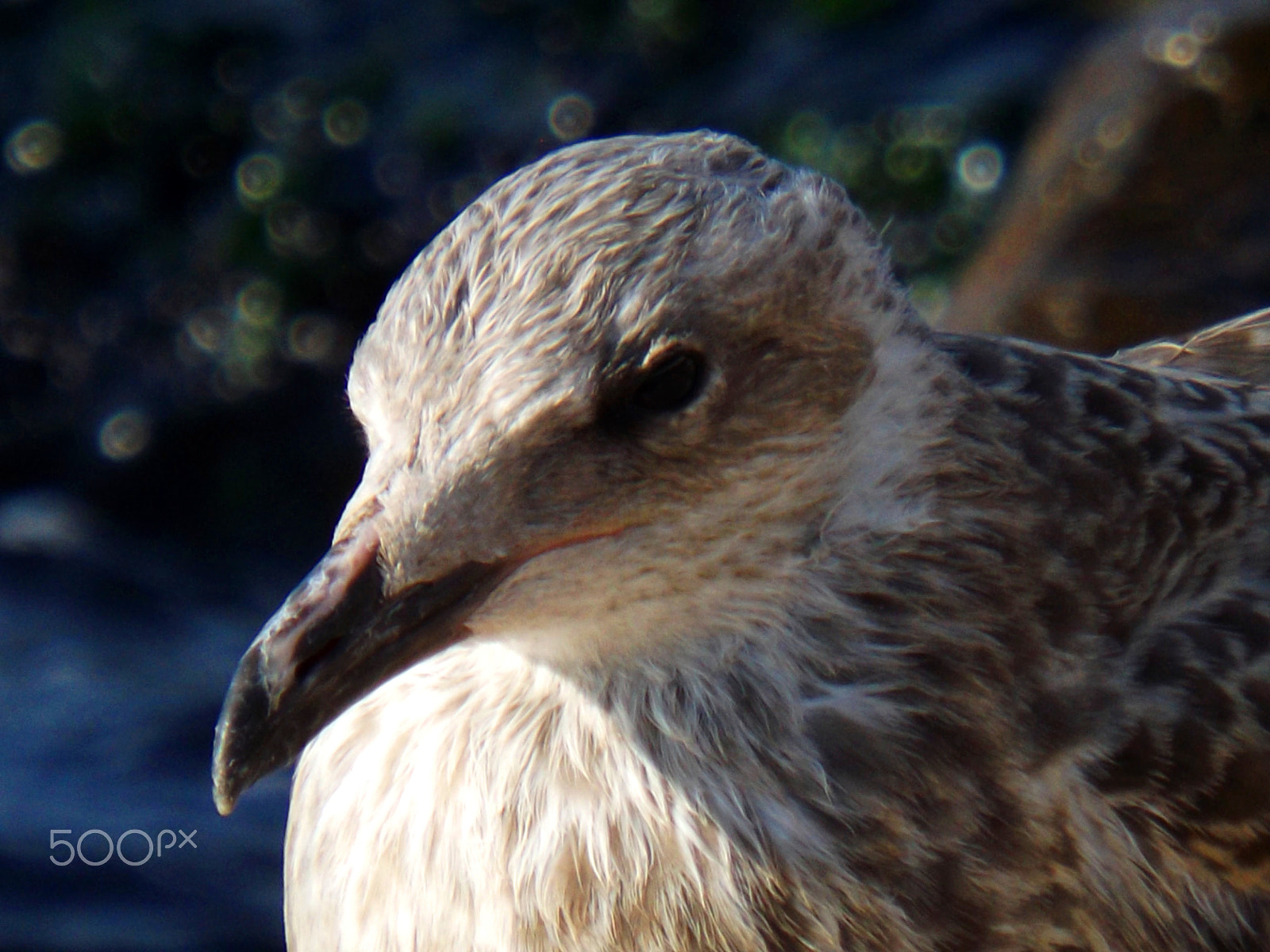 Fujifilm FinePix S4600 sample photo. Seagull photography
