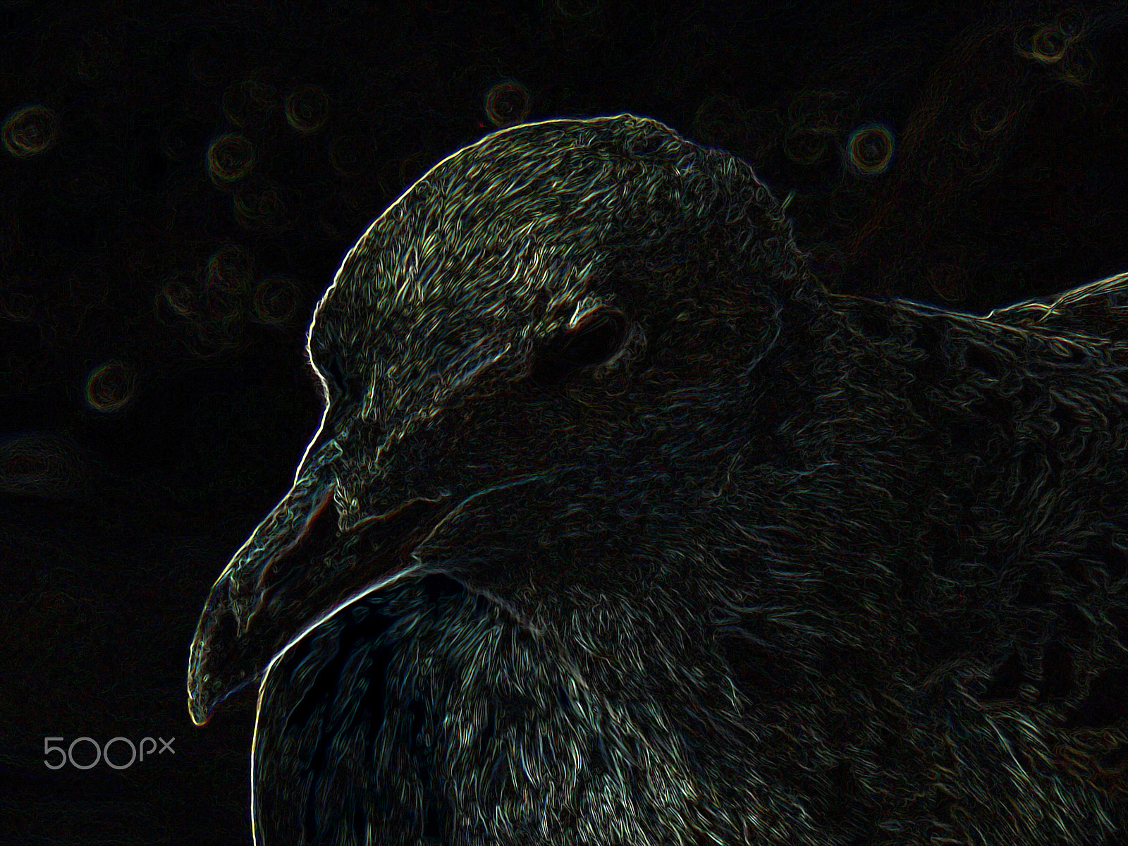 Fujifilm FinePix S4600 sample photo. Seagull photography