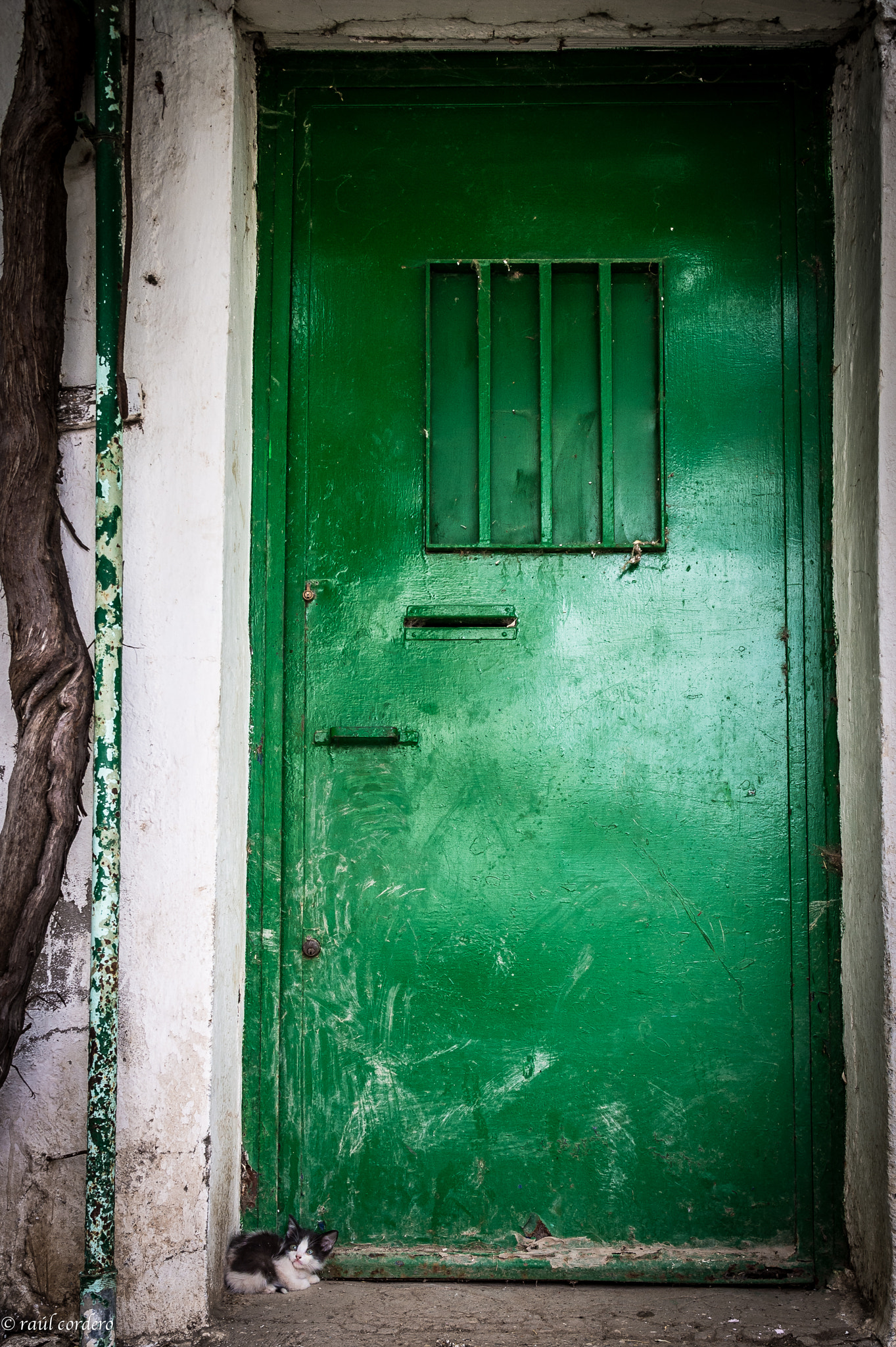 Nikon D4 sample photo. Let me in.... photography