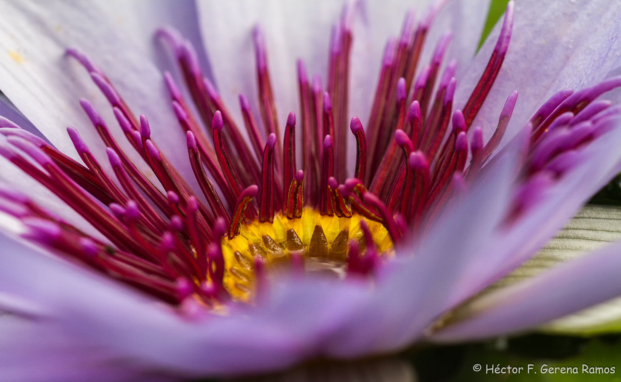 Sigma APO Macro 180mm F2.8 EX DG OS HSM sample photo. In there photography