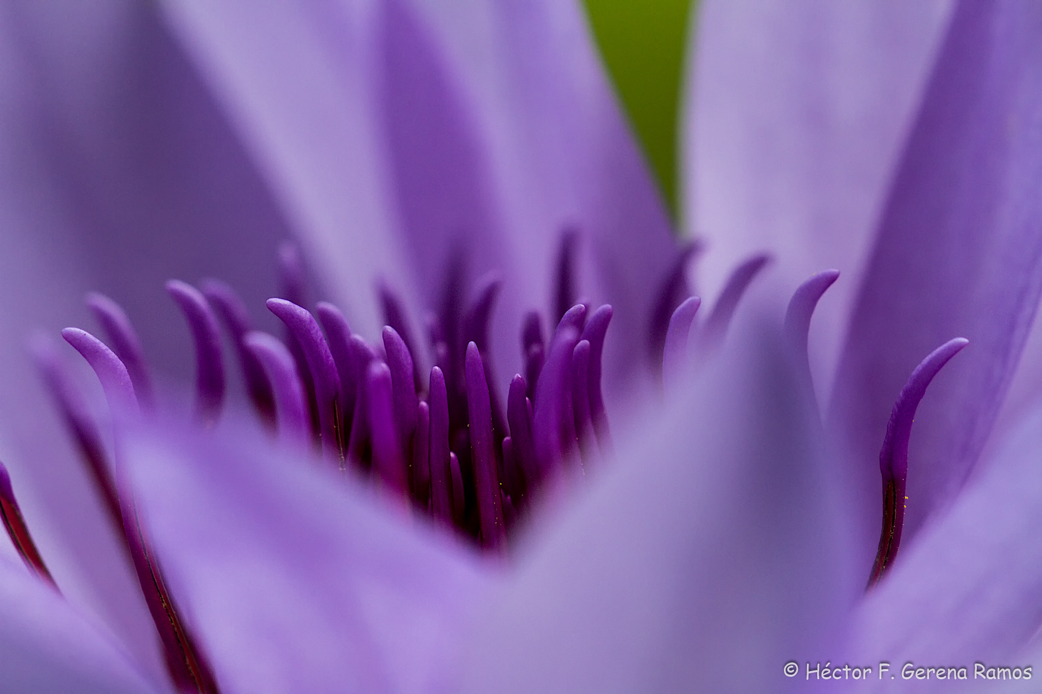 Sigma APO Macro 180mm F2.8 EX DG OS HSM sample photo. Dancing photography