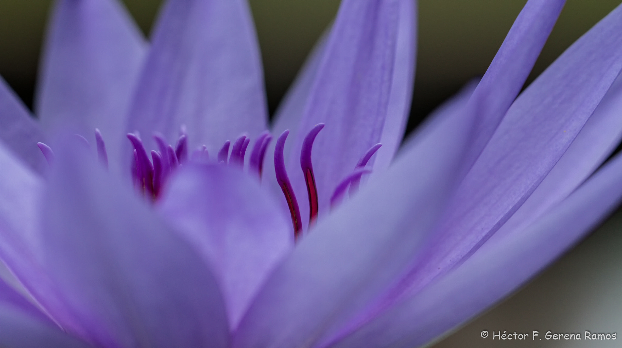 Sigma APO Macro 180mm F2.8 EX DG OS HSM sample photo. Closeup photography