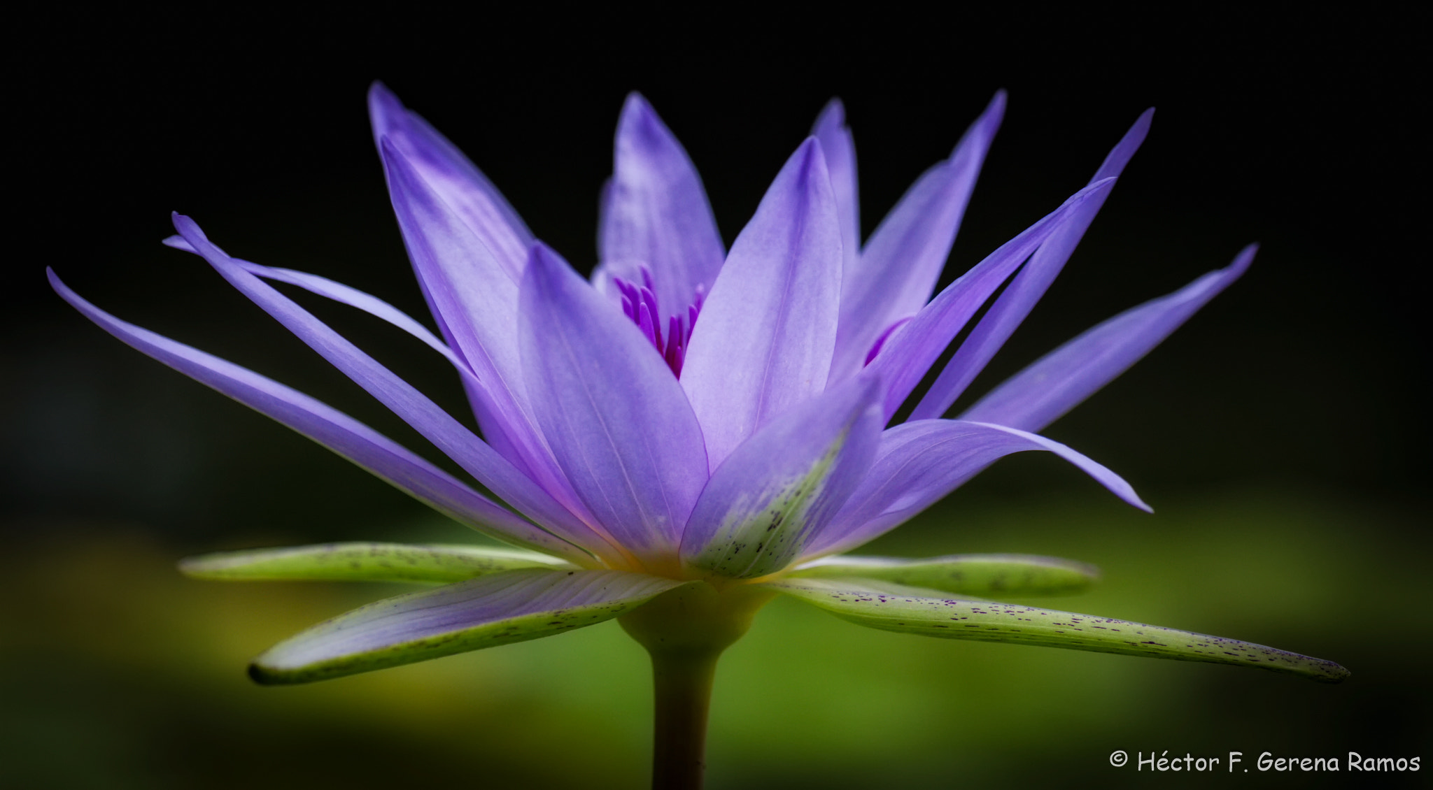 Sigma APO Macro 180mm F2.8 EX DG OS HSM sample photo. Natural portrait photography