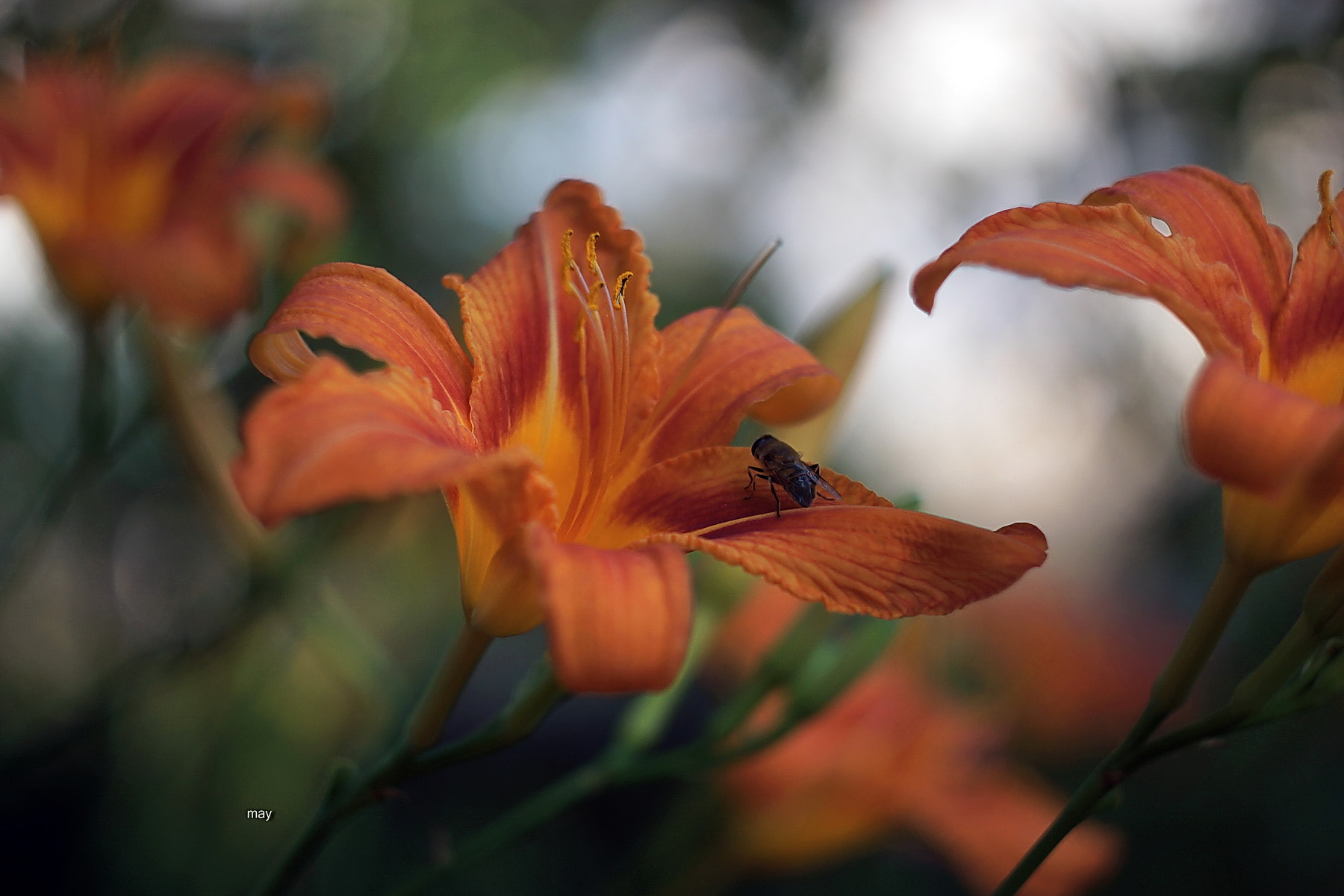 Sony SLT-A65 (SLT-A65V) + Minolta AF 50mm F1.7 sample photo. Day-lily.. photography