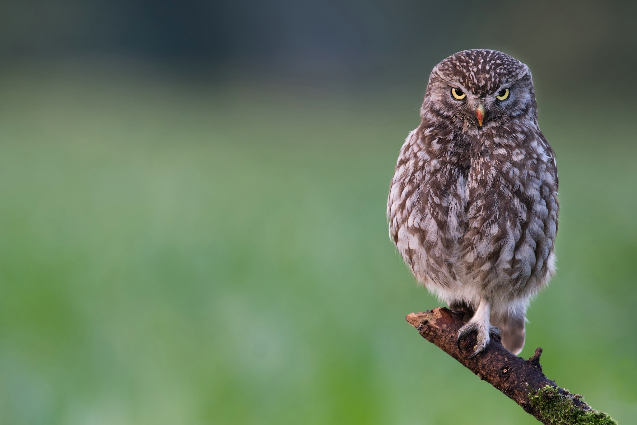 Sony a6300 + Sony 500mm F4 G SSM sample photo. Angry ,late in the evening after dinner photography