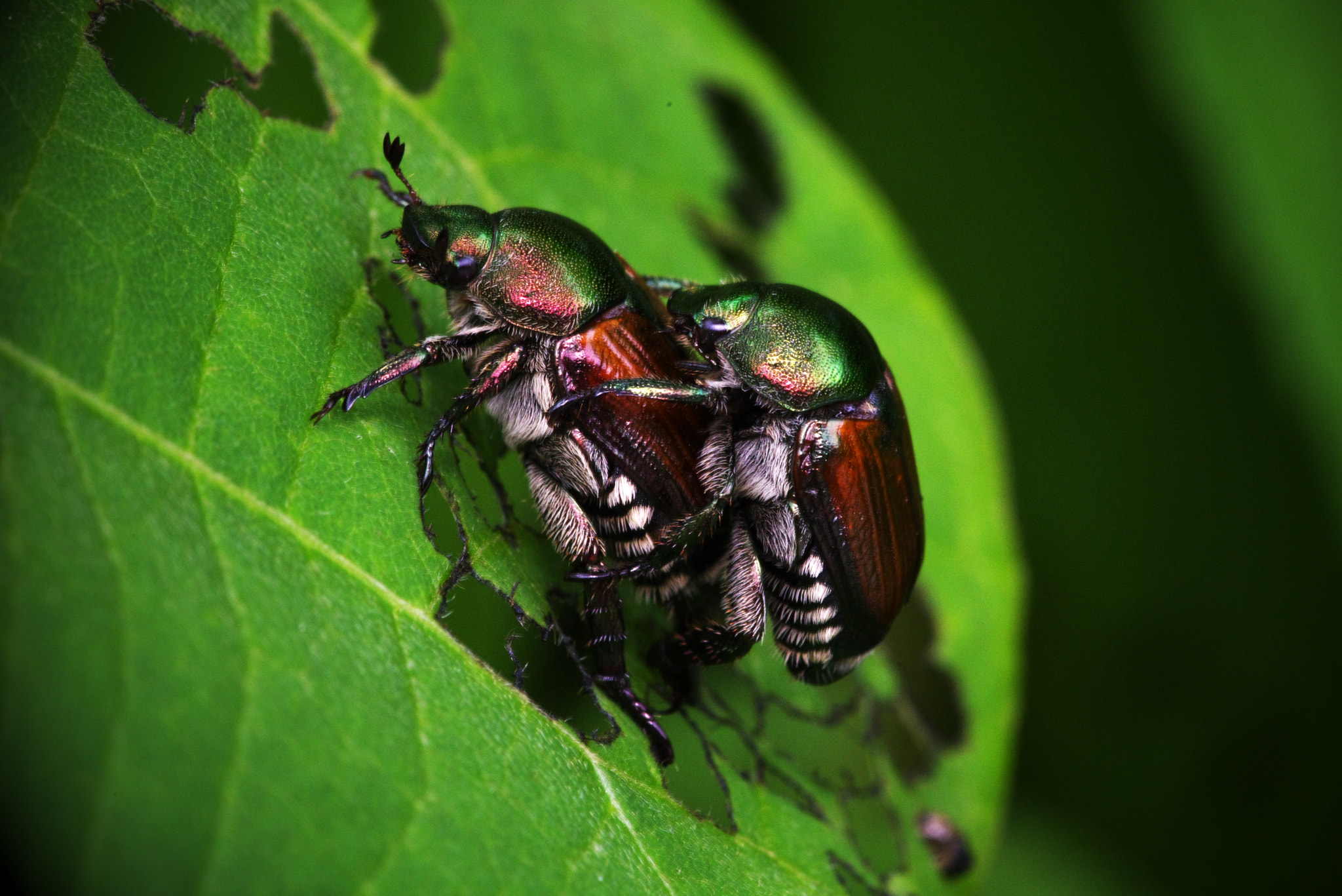 Pentax smc D-FA 100mm F2.8 Macro WR sample photo. Chafer photography