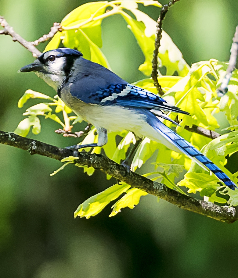 Canon EOS-1D X Mark II + Canon EF 300mm F2.8L IS II USM sample photo. Blue jay photography