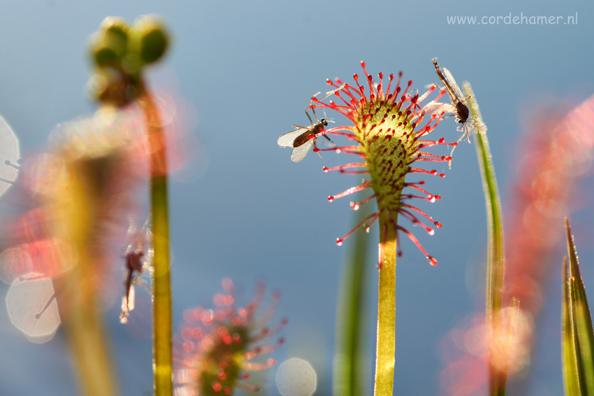 Sony SLT-A77 + Tamron SP AF 90mm F2.8 Di Macro sample photo. Dinner for the sundews photography
