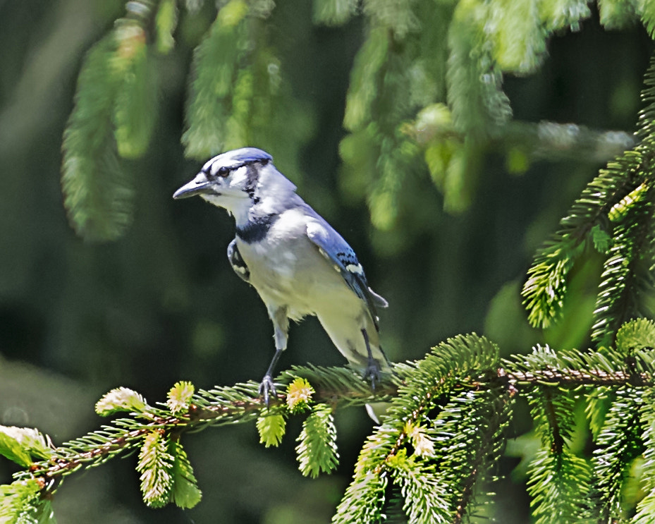 Canon EF 300mm F2.8L IS II USM sample photo. Look at me photography
