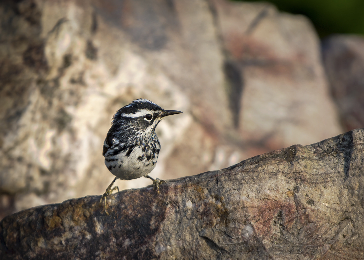 Nikon D7200 + Sigma 500mm F4.5 EX DG HSM sample photo. Ledge (black-and-white warbler) photography