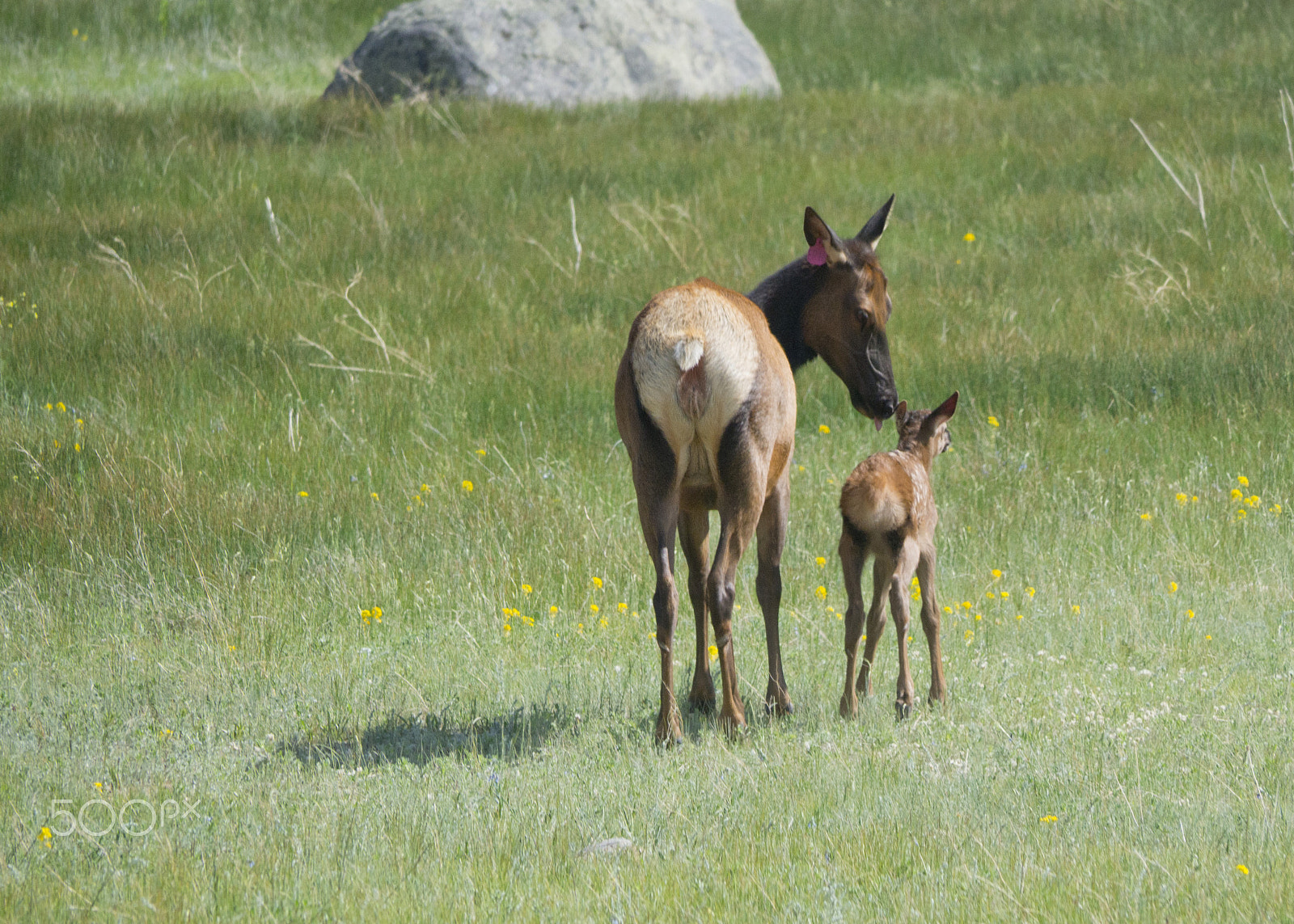 Olympus OM-D E-M10 sample photo. Elk & calf photography