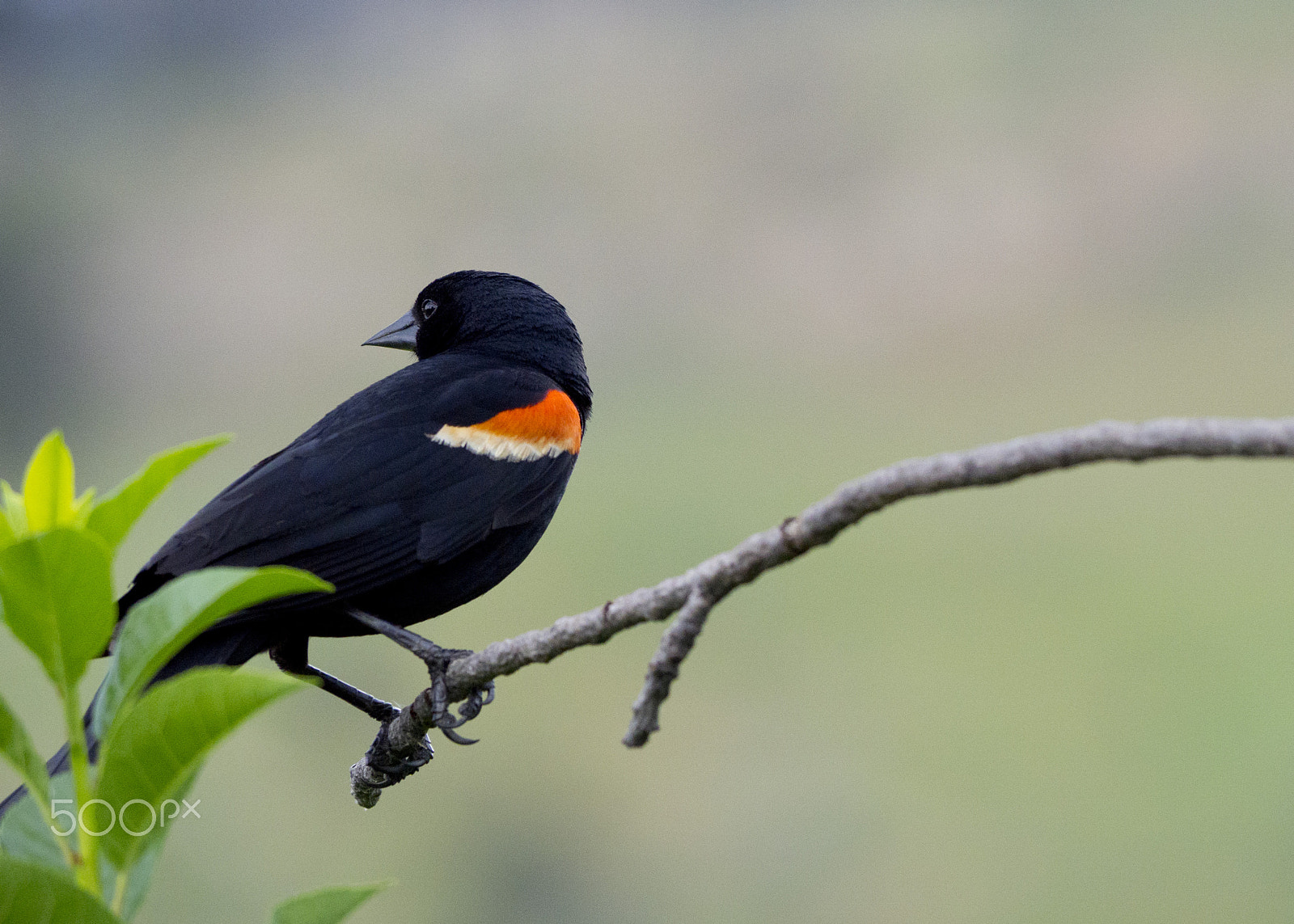 Olympus OM-D E-M10 sample photo. Redwing photography