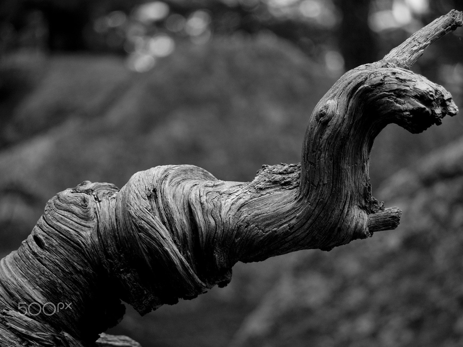 Olympus OM-D E-M10 sample photo. Twisted photography