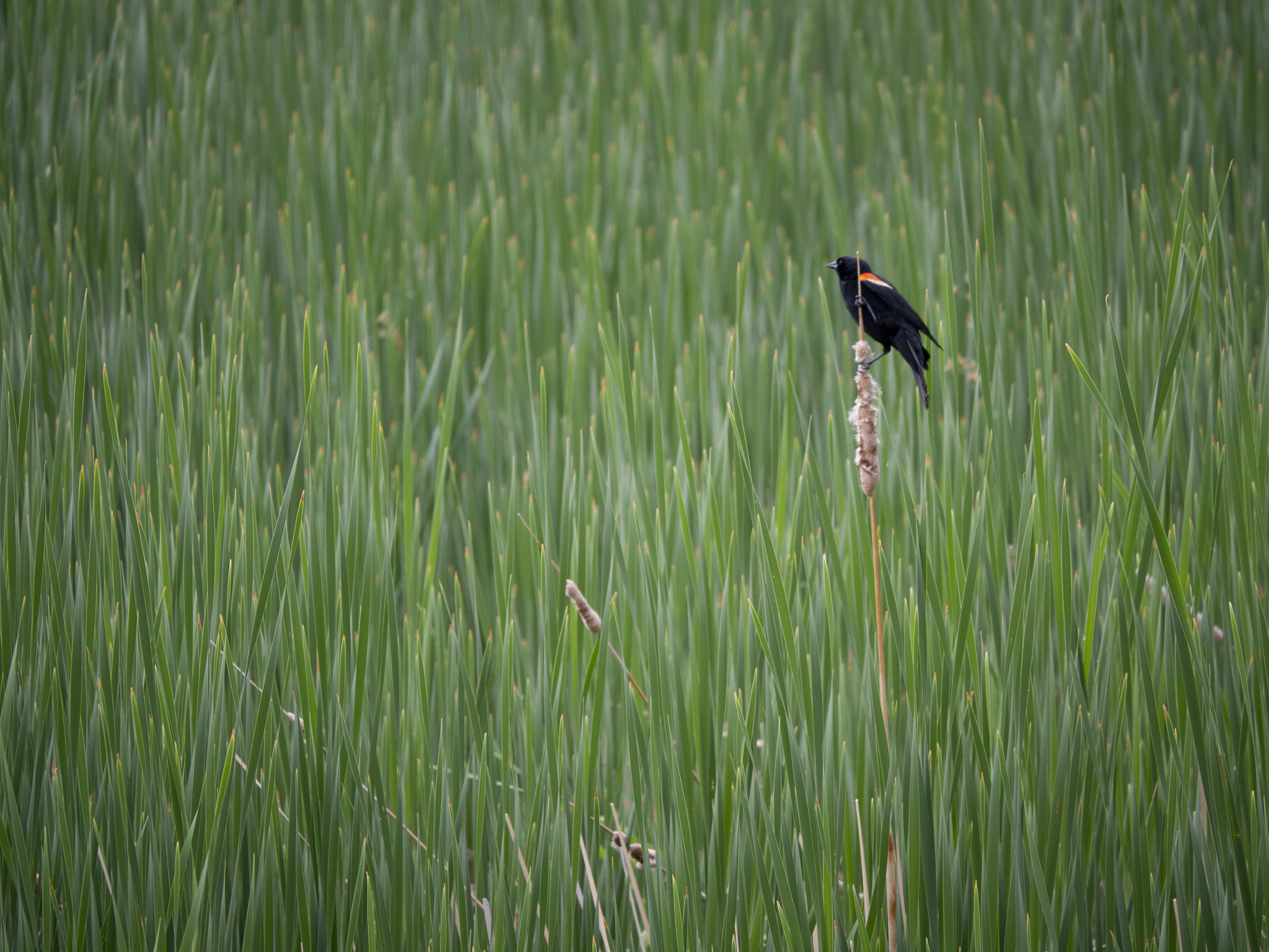 Olympus OM-D E-M10 sample photo. Bird among the reeds photography