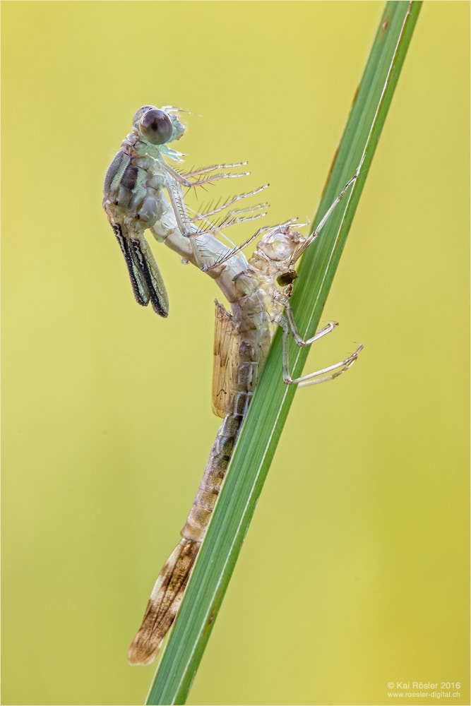 Sigma APO Macro 150mm f/2.8 EX DG HSM sample photo. Birth of the damselfly photography