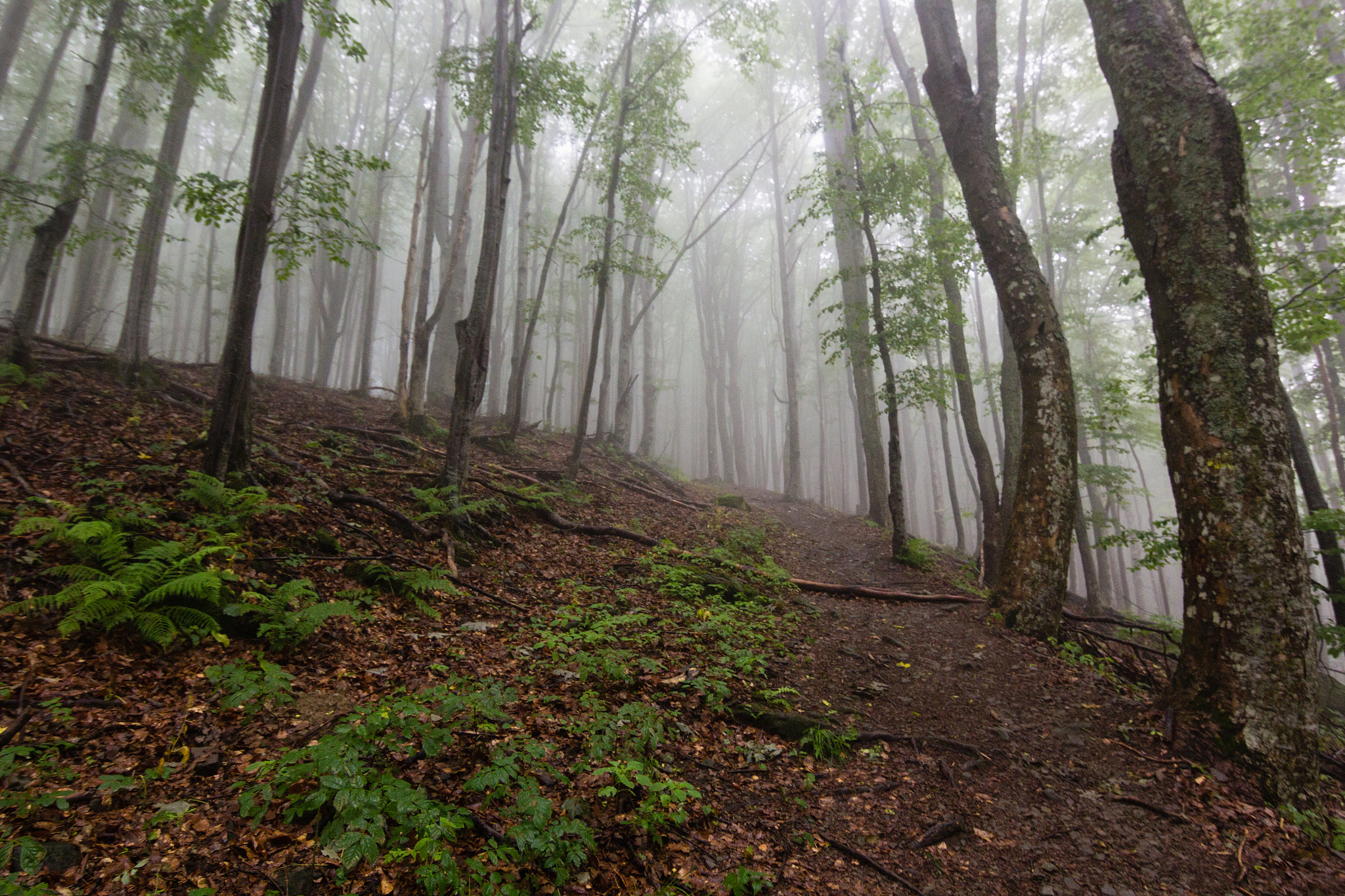Canon EOS 60D sample photo. Misty mountain forest photography