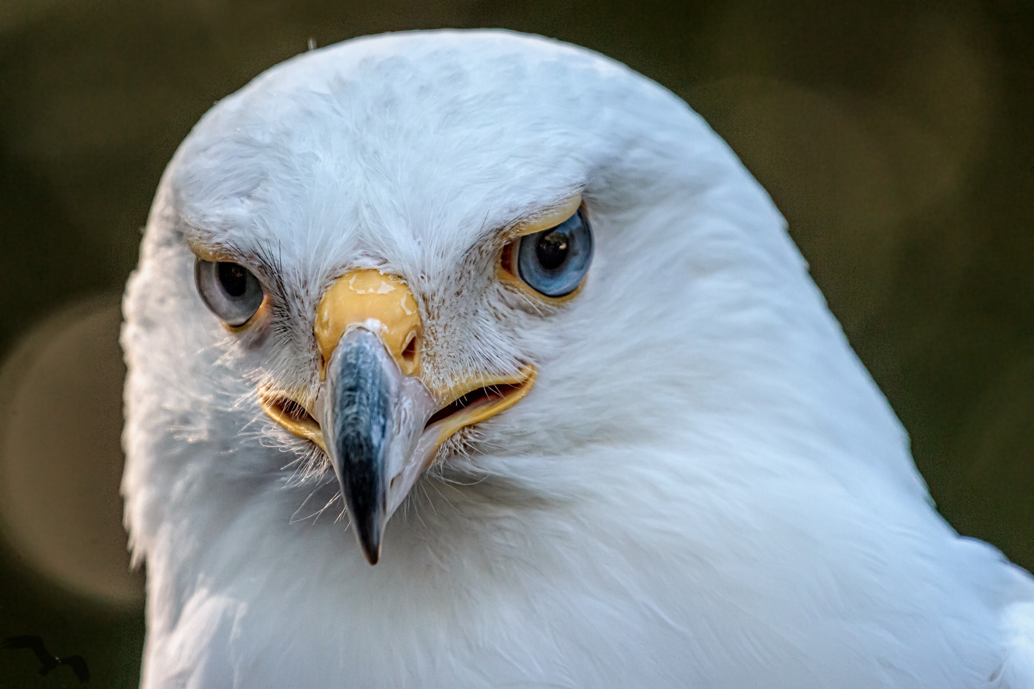 Canon EF 70-200mm F4L USM sample photo. Isis photography