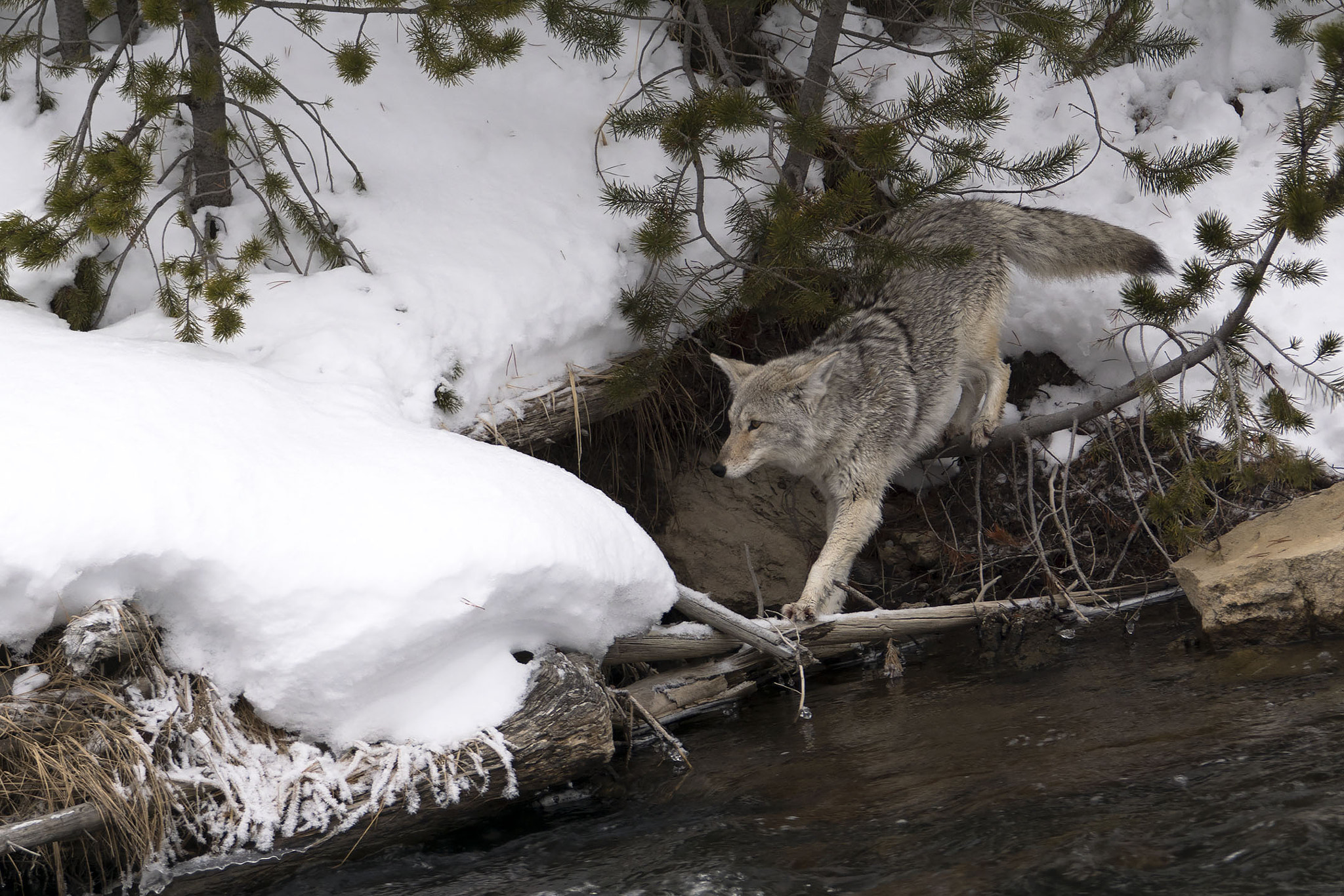Sony ILCA-77M2 + Sony 70-400mm F4-5.6 G SSM sample photo. Coyote - yellowstone photography