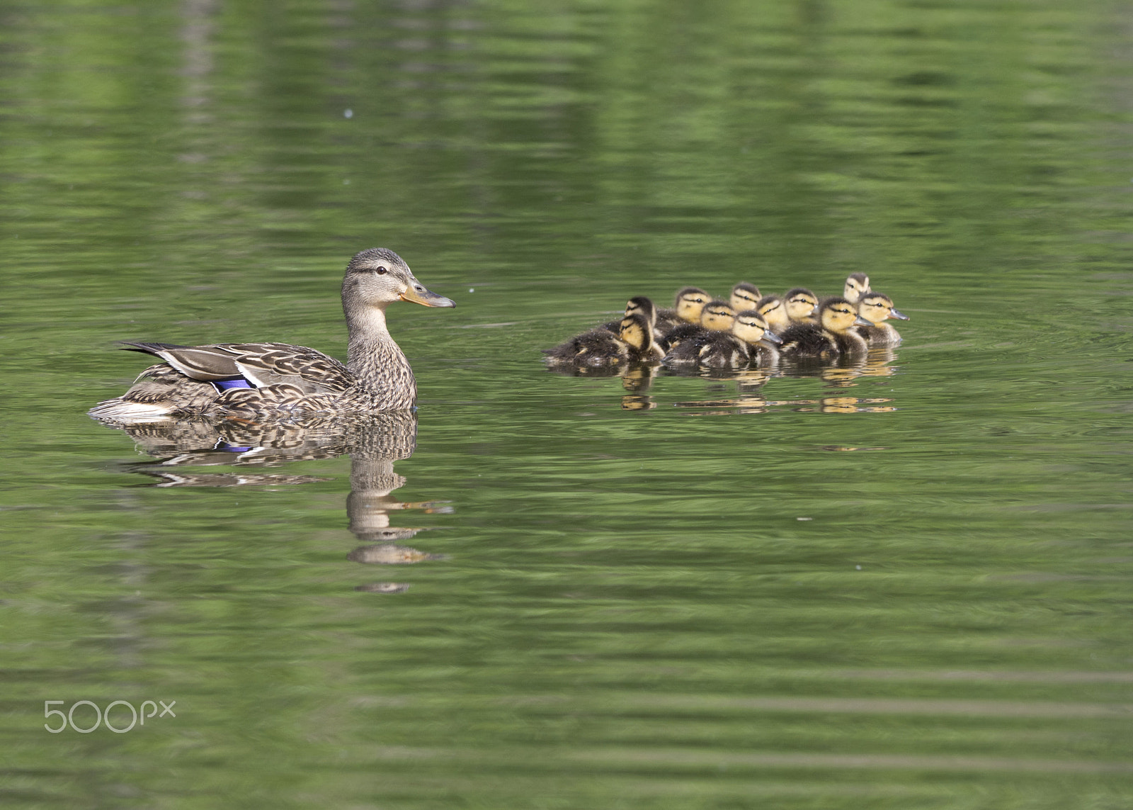 Olympus OM-D E-M10 sample photo. Ducks photography