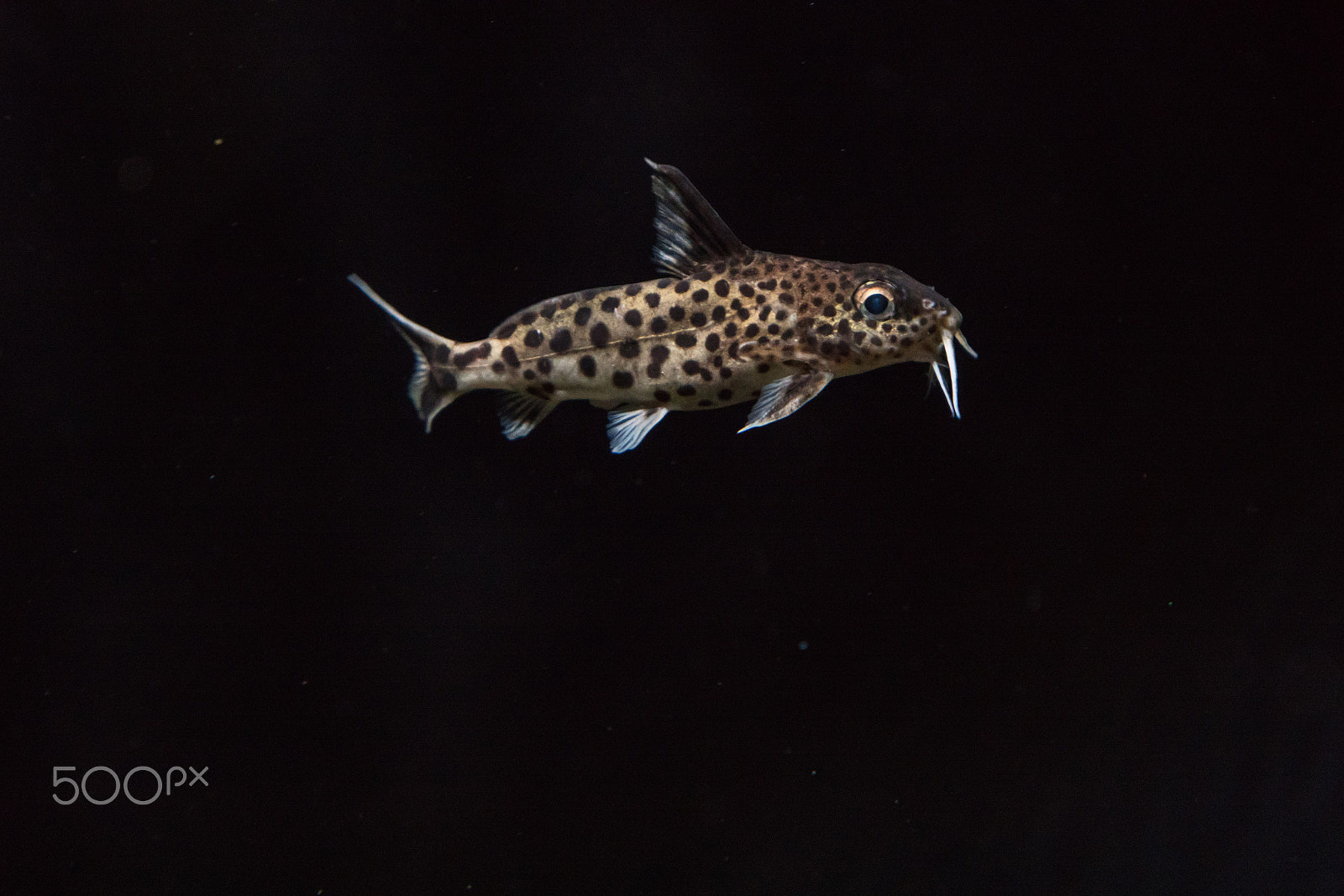 Sony a6300 + Sony Vario Tessar T* FE 24-70mm F4 ZA OSS sample photo. Swimming in complete isolation photography