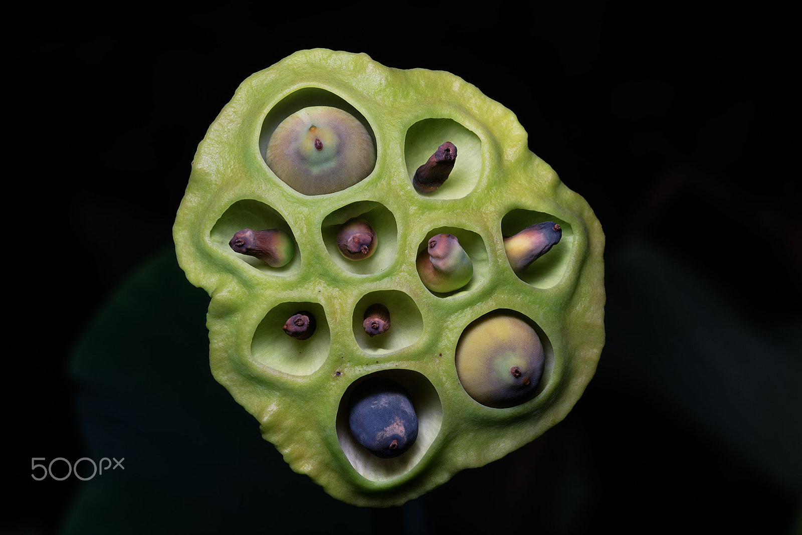Sony a99 II + Sony 100mm F2.8 Macro sample photo. Lotus pod photography