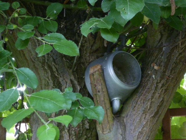Panasonic DMC-FS25 sample photo. Tea in a tree! photography